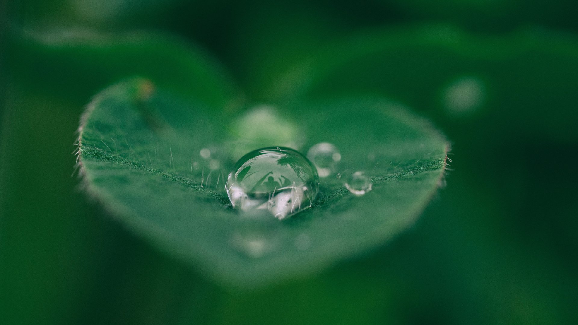 Обои вода, макро, капли, капля, лист, растение, лист.капля, water, macro, drops, drop, sheet, plant, sheet.drop разрешение 3840x2400 Загрузить