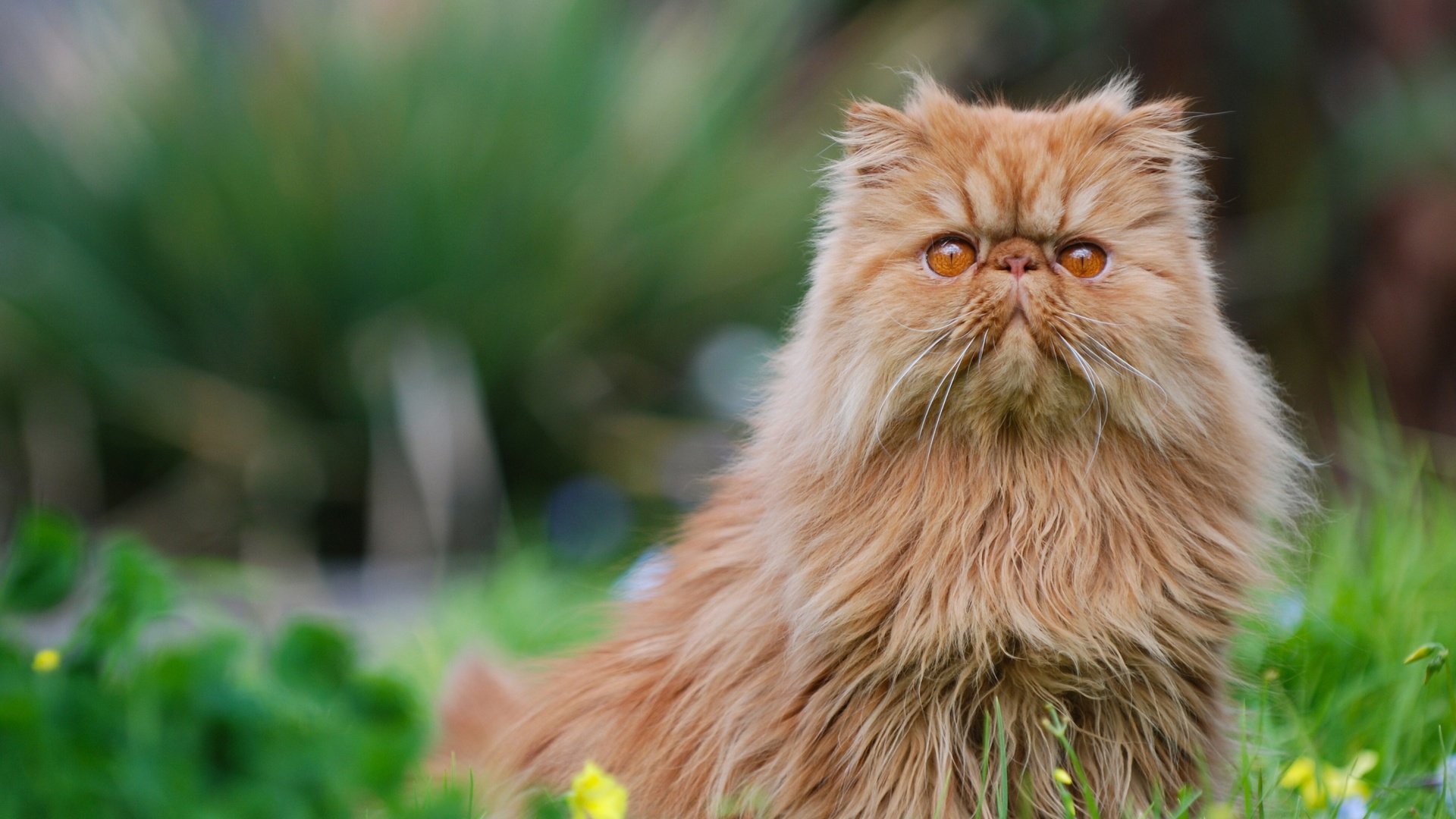 Обои глаза, фон, кот, усы, кошка, взгляд, персидская, eyes, background, cat, mustache, look, persian разрешение 2880x1800 Загрузить