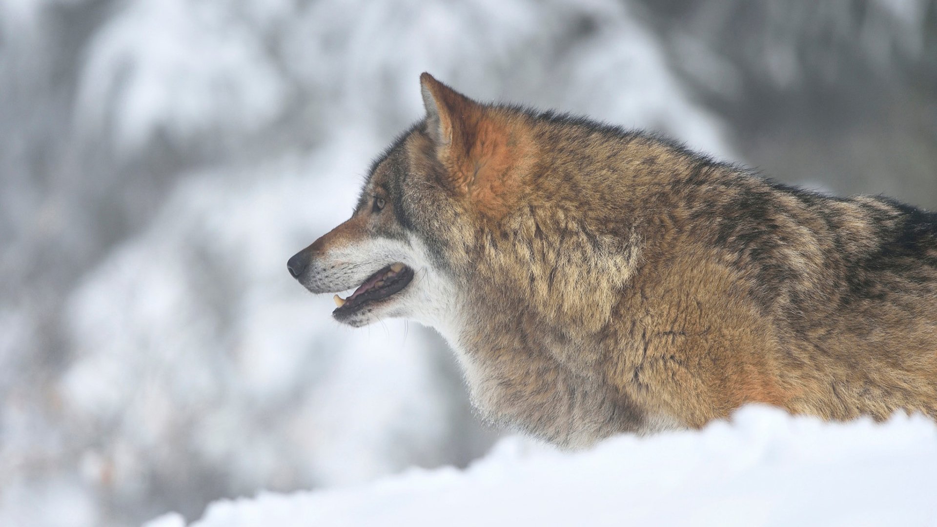 Обои морда, снег, зима, взгляд, хищник, профиль, волк, face, snow, winter, look, predator, profile, wolf разрешение 1920x1200 Загрузить