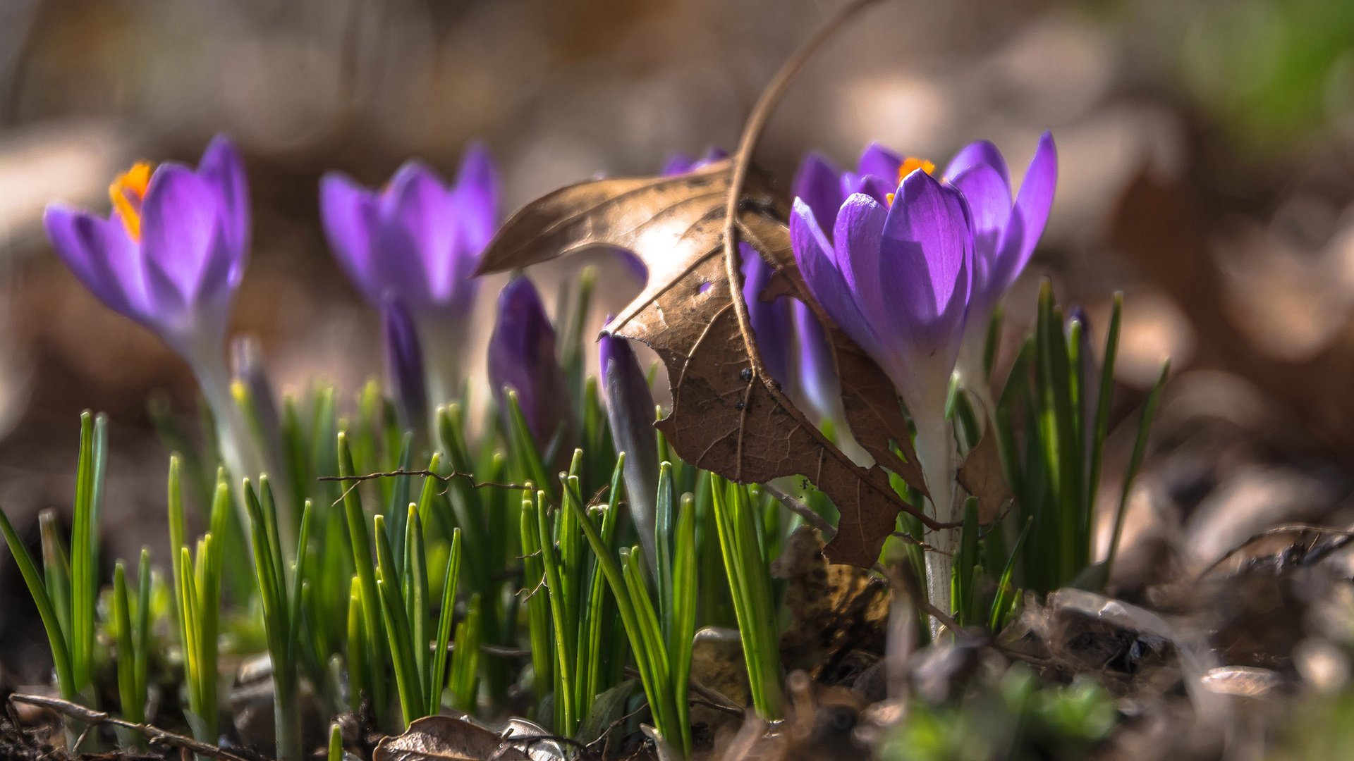 Обои цветы, весна, крокусы, flowers, spring, crocuses разрешение 2560x1600 Загрузить