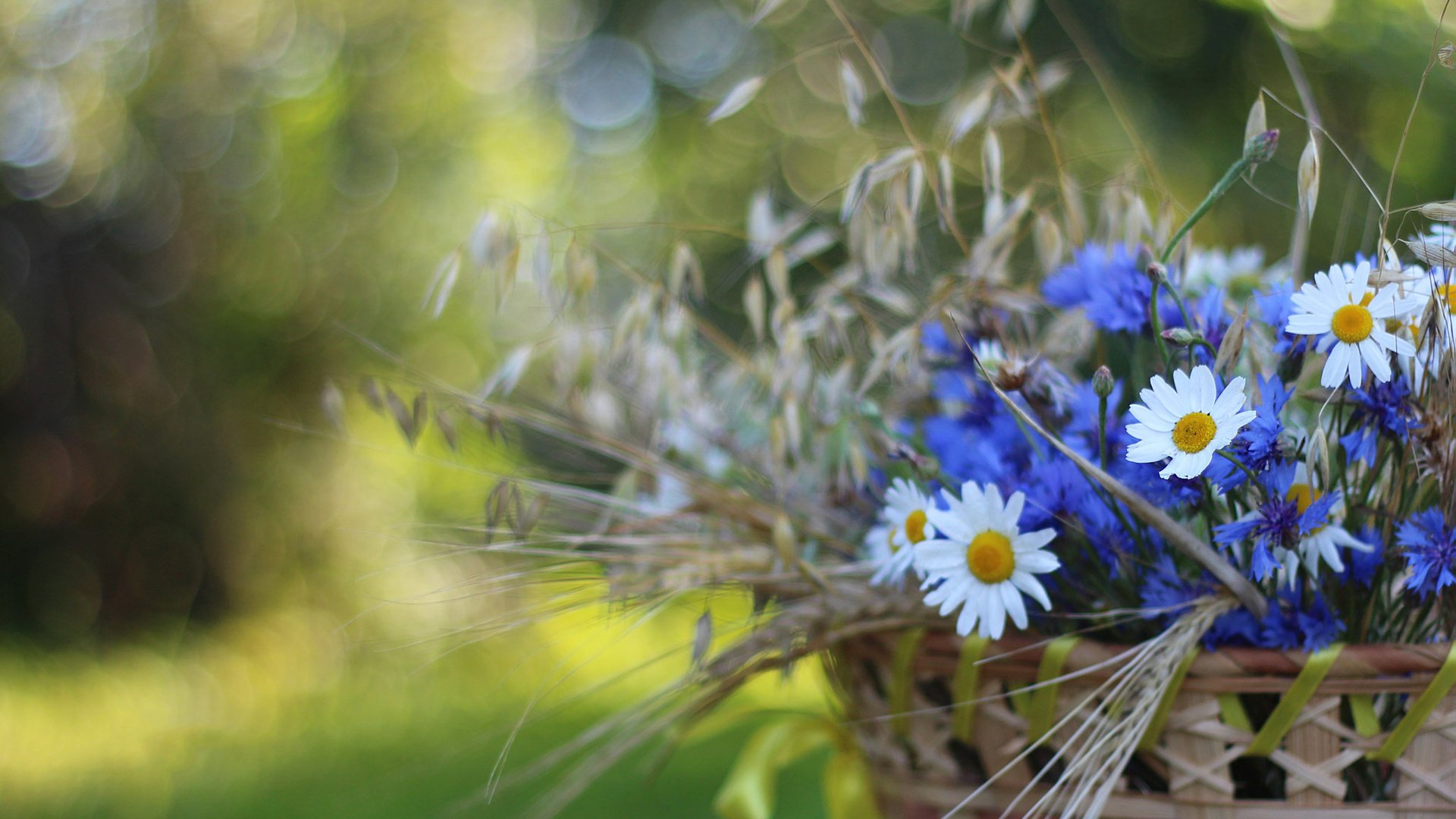 Обои цветы, колоски, ромашки, корзина, васильки, flowers, spikelets, chamomile, basket, cornflowers разрешение 1920x1200 Загрузить