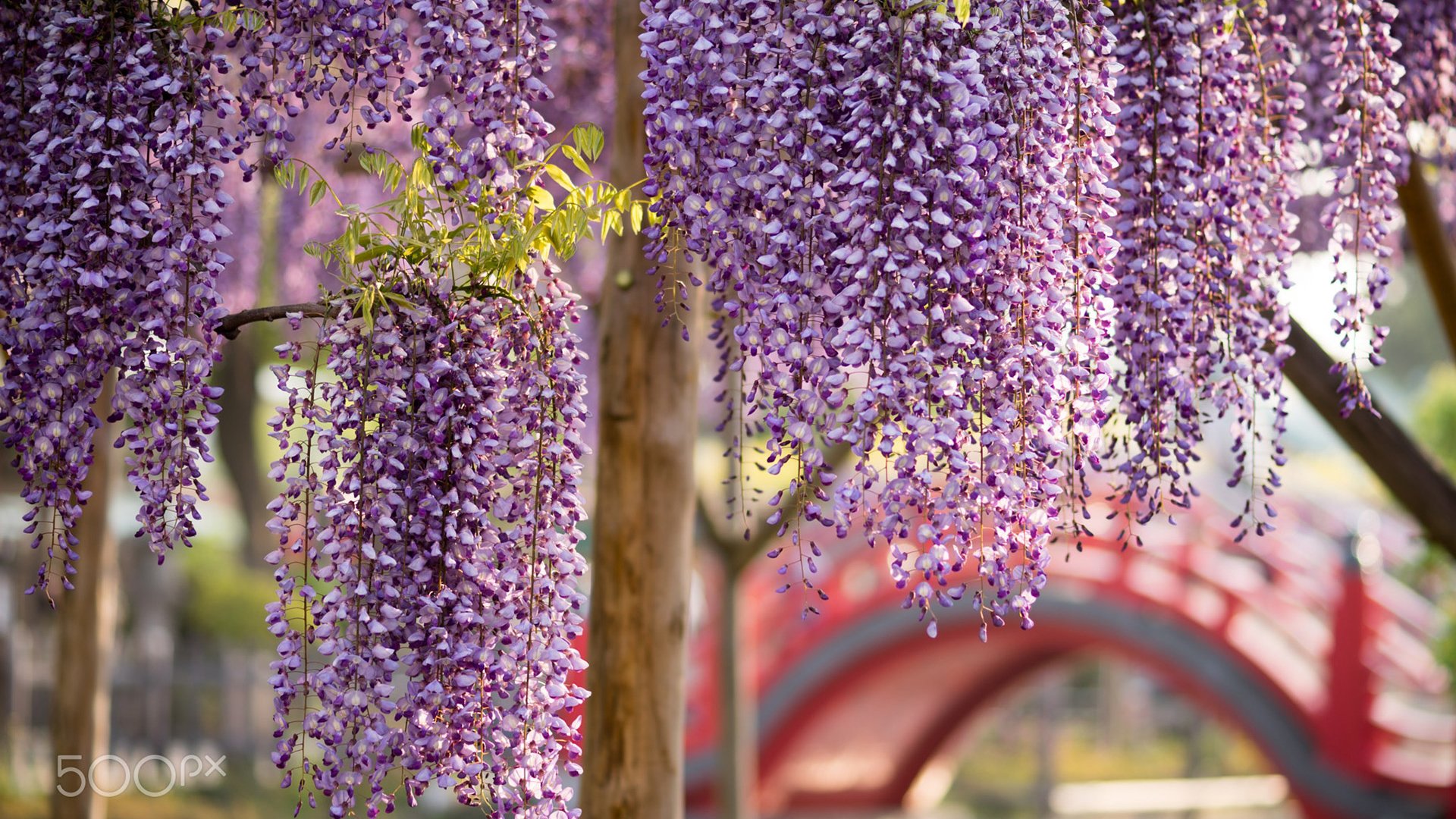 Обои цветы, цветение, весна, глициния, вистерия, flowers, flowering, spring, wisteria разрешение 1920x1200 Загрузить