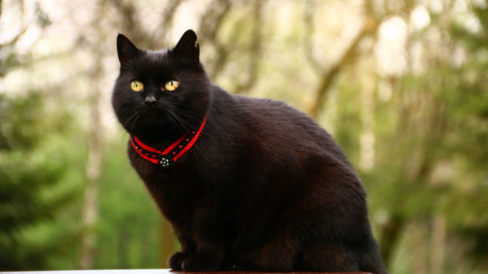 Обои глаза, фон, кот, усы, кошка, взгляд, кот.черный, eyes, background, cat, mustache, look, cat.black разрешение 1920x1200 Загрузить