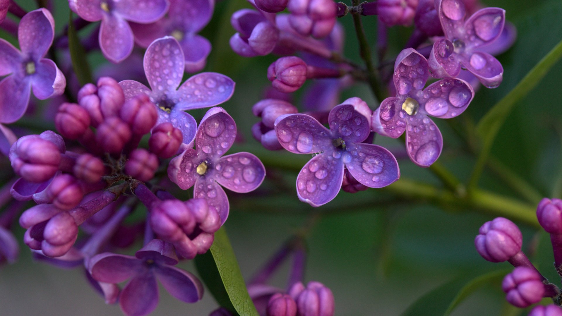 Обои цветы, цветение, капли, весна, сирень, flowers, flowering, drops, spring, lilac разрешение 3840x2400 Загрузить