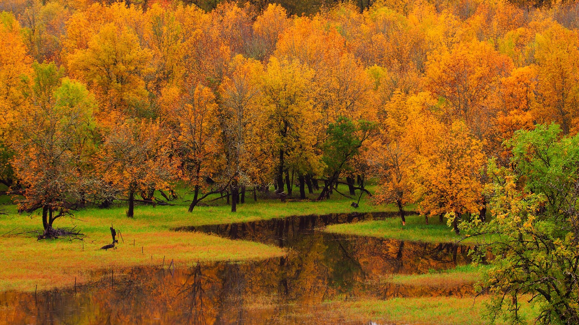 Обои деревья, река, природа, лес, пейзаж, осень, trees, river, nature, forest, landscape, autumn разрешение 1920x1200 Загрузить