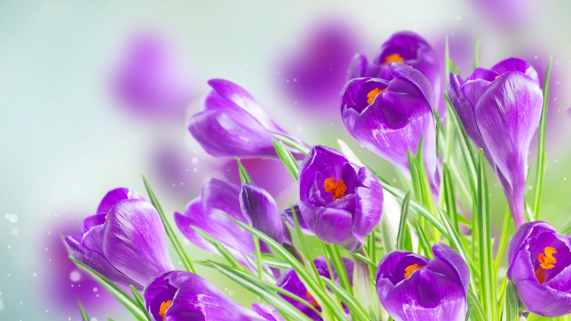 Обои цветы, весна, крокусы, flowers, spring, crocuses разрешение 2880x1800 Загрузить