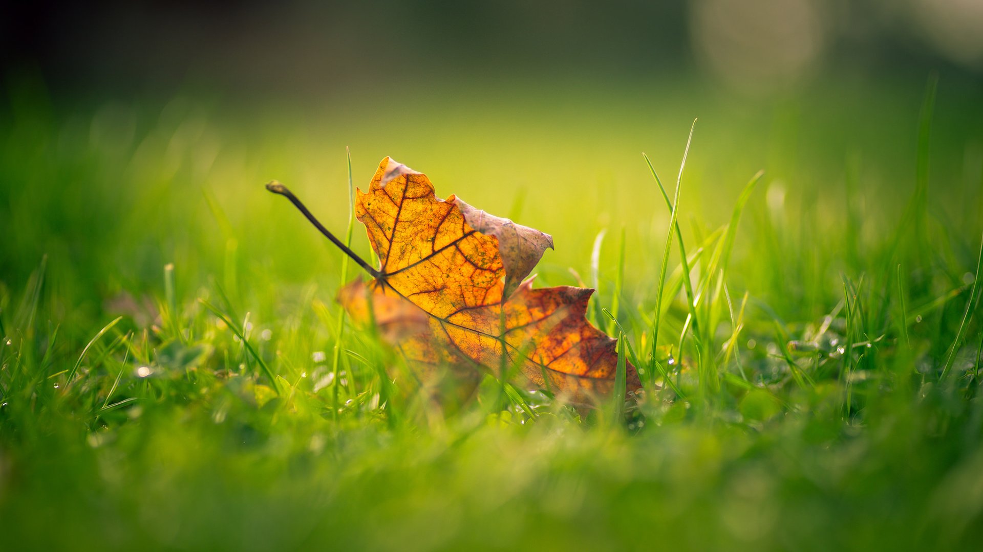 Обои трава, макро, осень, лист, размытость, кленовый лист, grass, macro, autumn, sheet, blur, maple leaf разрешение 1920x1200 Загрузить