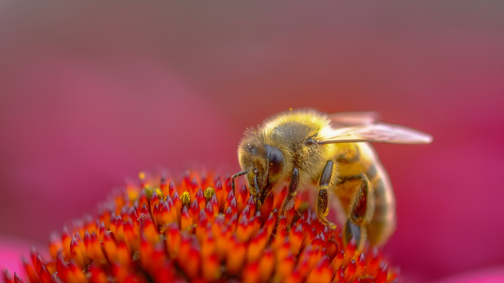 Обои насекомое, цветок, пчела, пыльца, эхинацея, insect, flower, bee, pollen, echinacea разрешение 2955x1741 Загрузить