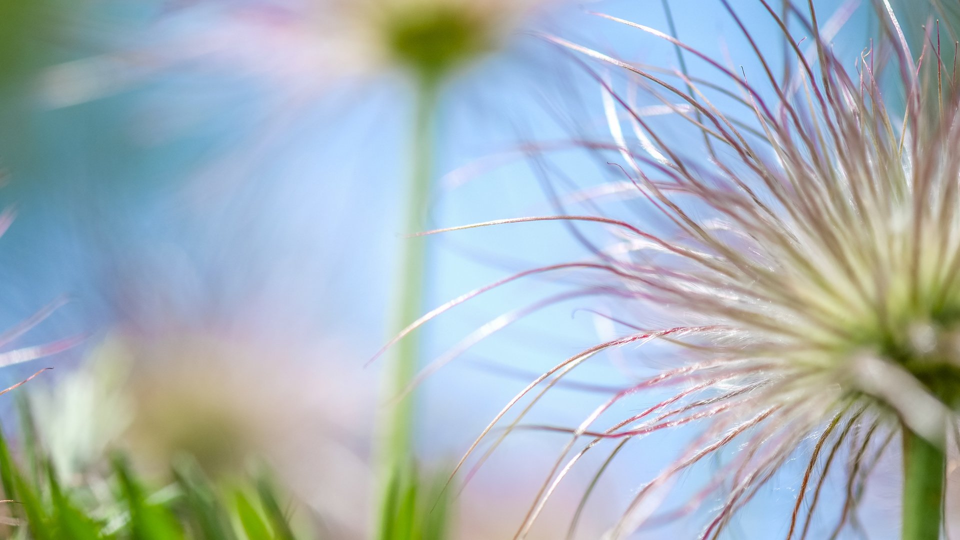 Обои природа, макро, цветок, боке, nature, macro, flower, bokeh разрешение 4896x2760 Загрузить