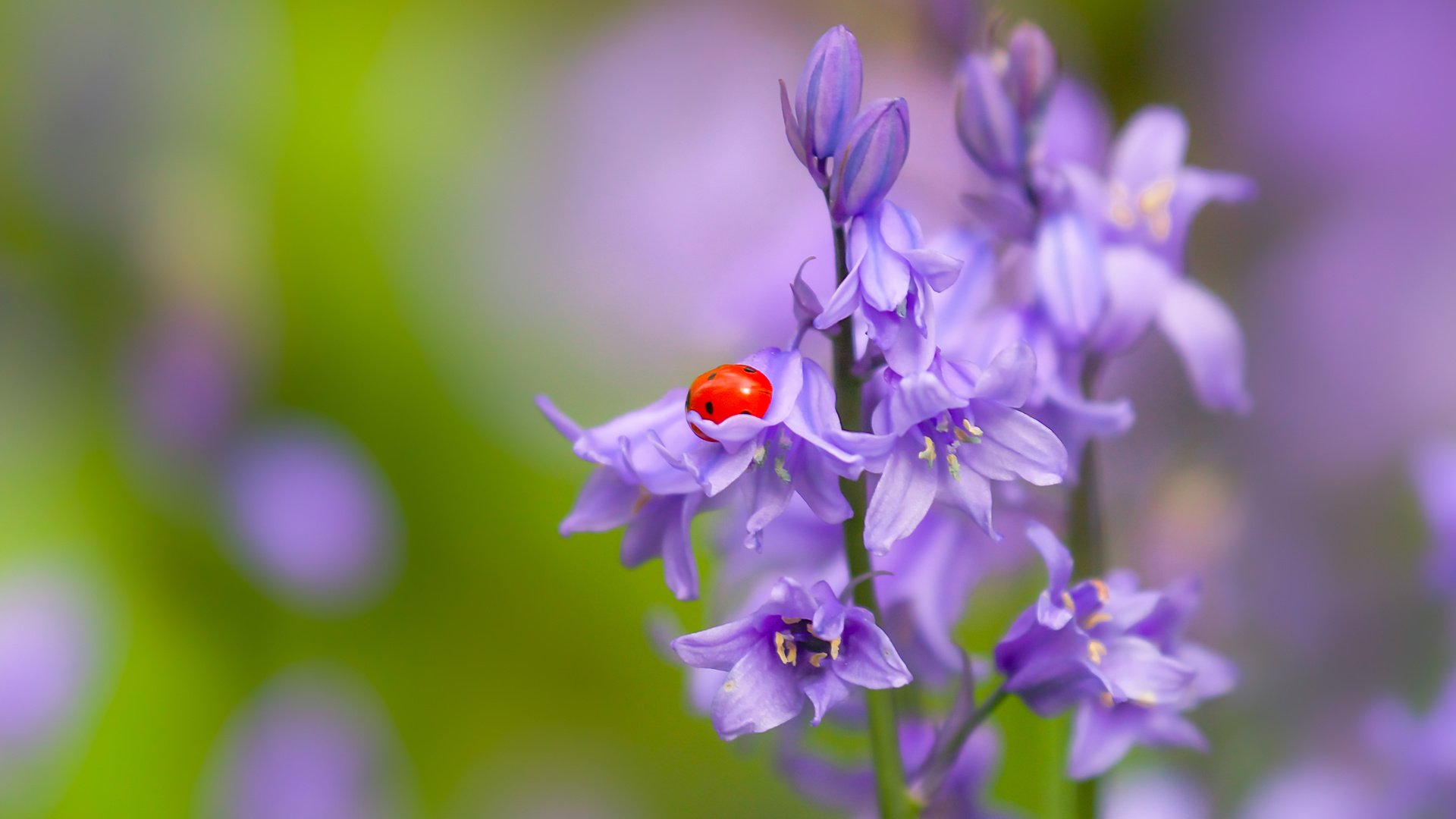 Обои цветы, природа, макро, насекомое, божья коровка, колокольчики, боке, flowers, nature, macro, insect, ladybug, bells, bokeh разрешение 2400x1623 Загрузить