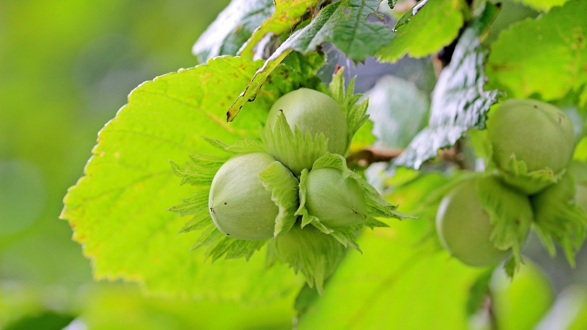 Обои листья, орехи, фундук, лесной орех, лещина, leaves, nuts, hazelnuts, hazelnut, hazel разрешение 5184x3456 Загрузить