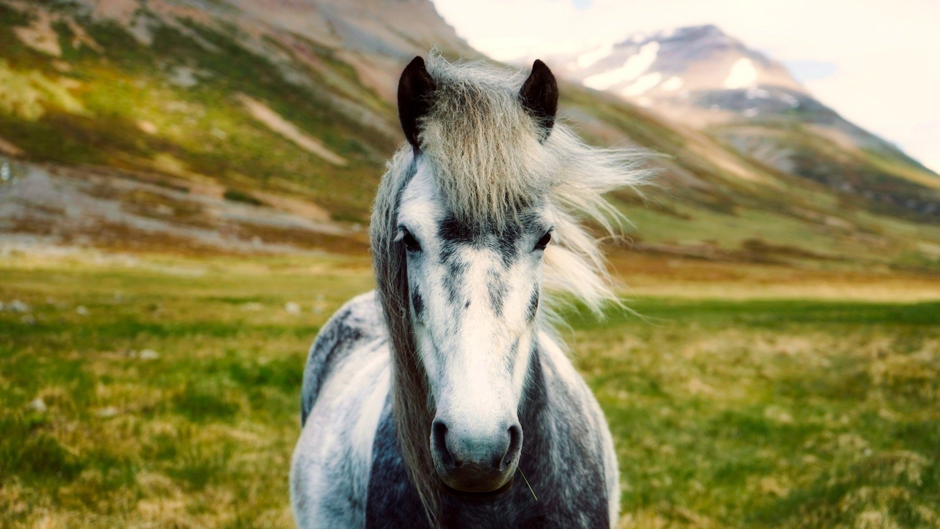 Обои лошадь, горы, пейзаж, долина, исландия, боке, horse, mountains, landscape, valley, iceland, bokeh разрешение 2000x1333 Загрузить