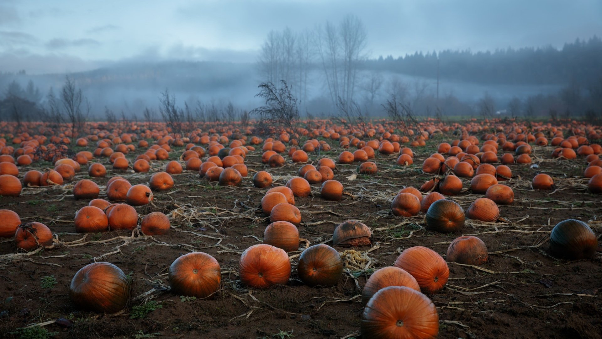 Обои туман, поле, урожай, овощи, тыквы, fog, field, harvest, vegetables, pumpkin разрешение 2048x1306 Загрузить