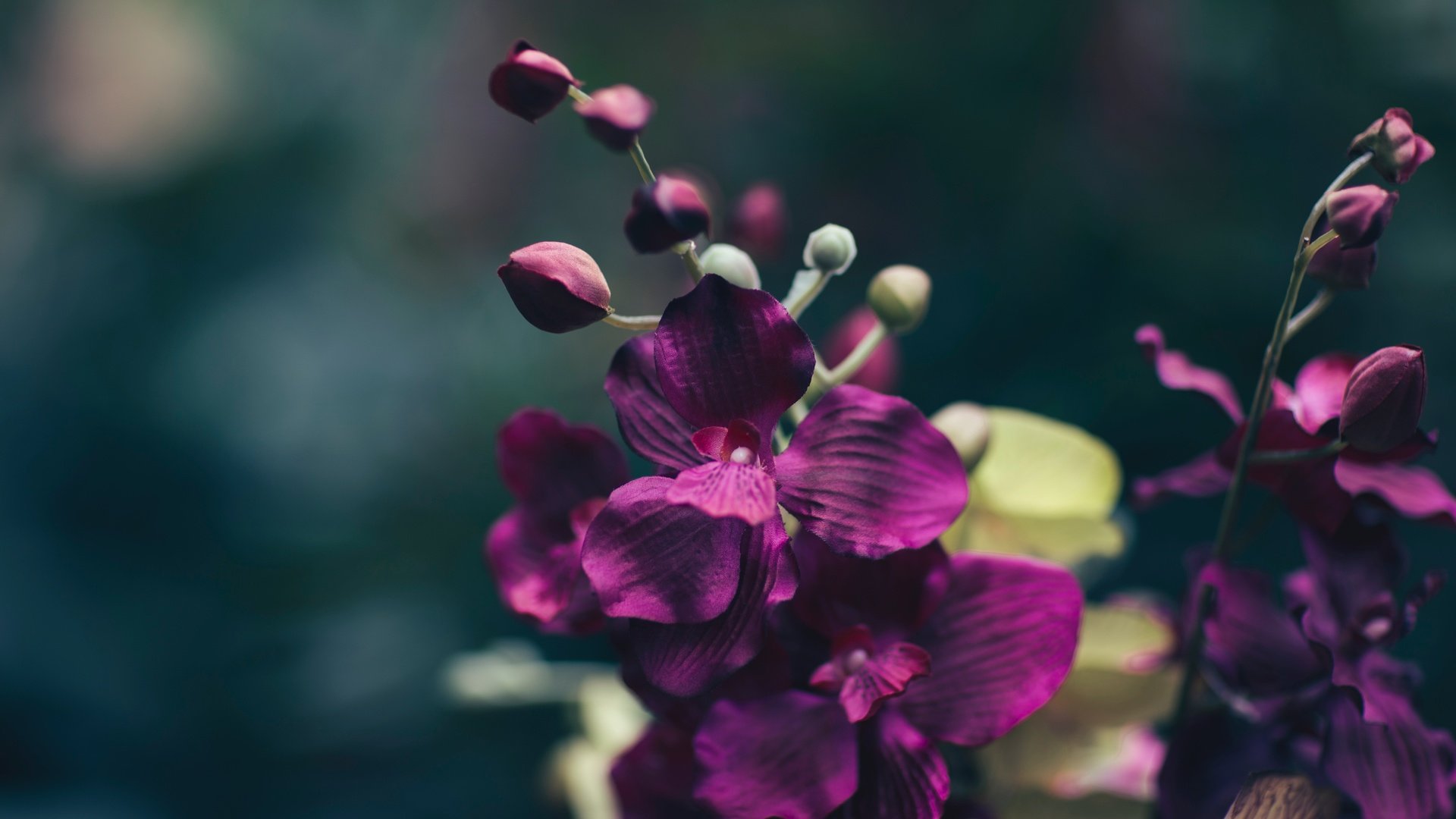 Обои макро, цветок, лепестки, фиолетовый, орхидея, macro, flower, petals, purple, orchid разрешение 5472x3420 Загрузить