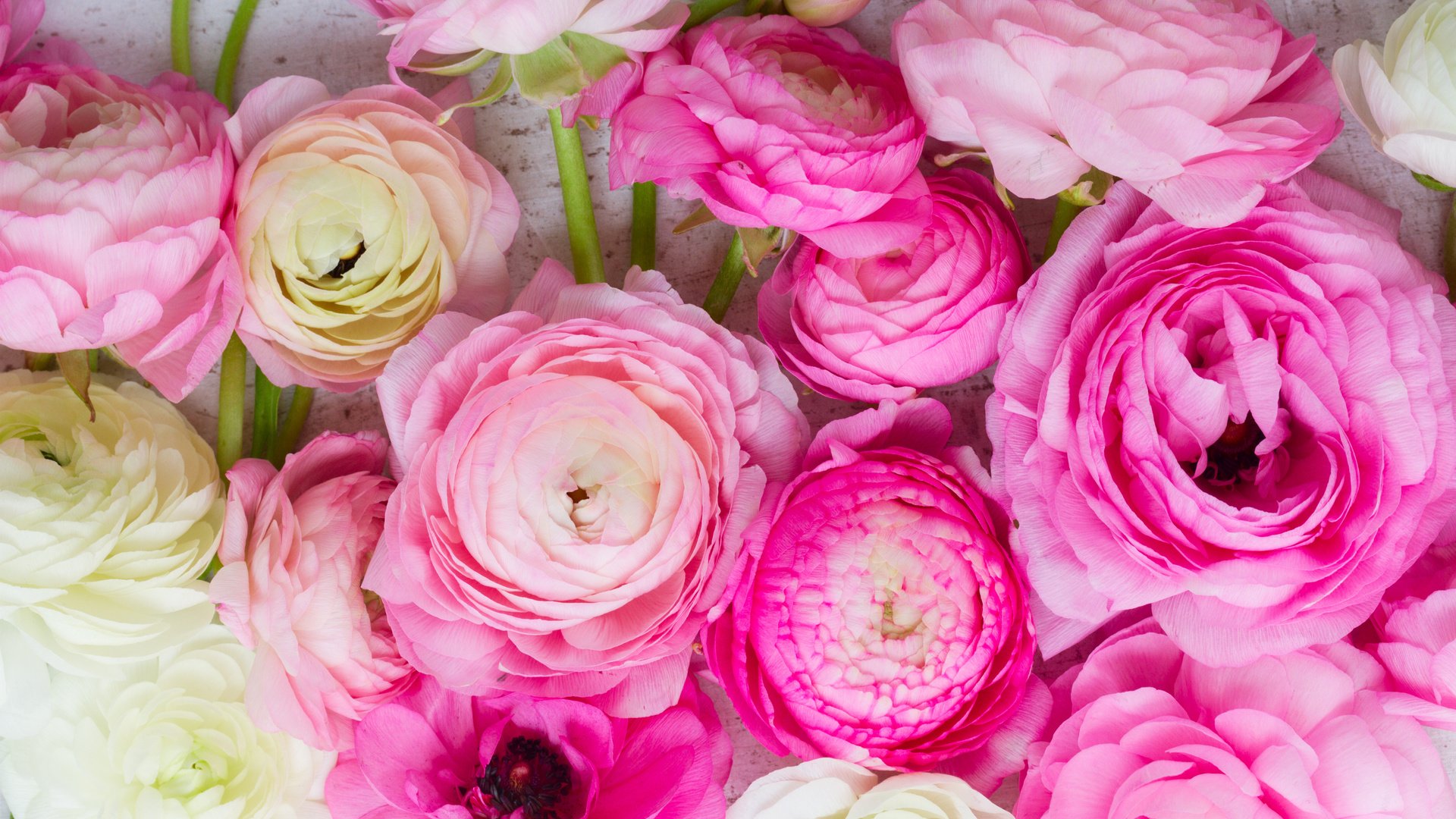 Обои розовые цветы, белая, красива,  цветы, ранункулюс, лютики, пинк, pink flowers, white, beautiful, flowers, ranunculus, buttercups, pink разрешение 5184x3456 Загрузить