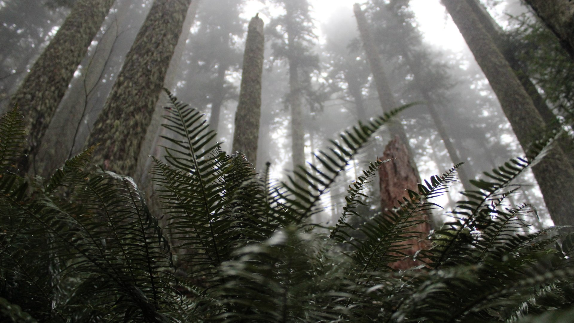 Обои деревья, растения, лес, пейзаж, туман, стволы, сосны, папоротник, trees, plants, forest, landscape, fog, trunks, pine, fern разрешение 5184x3456 Загрузить