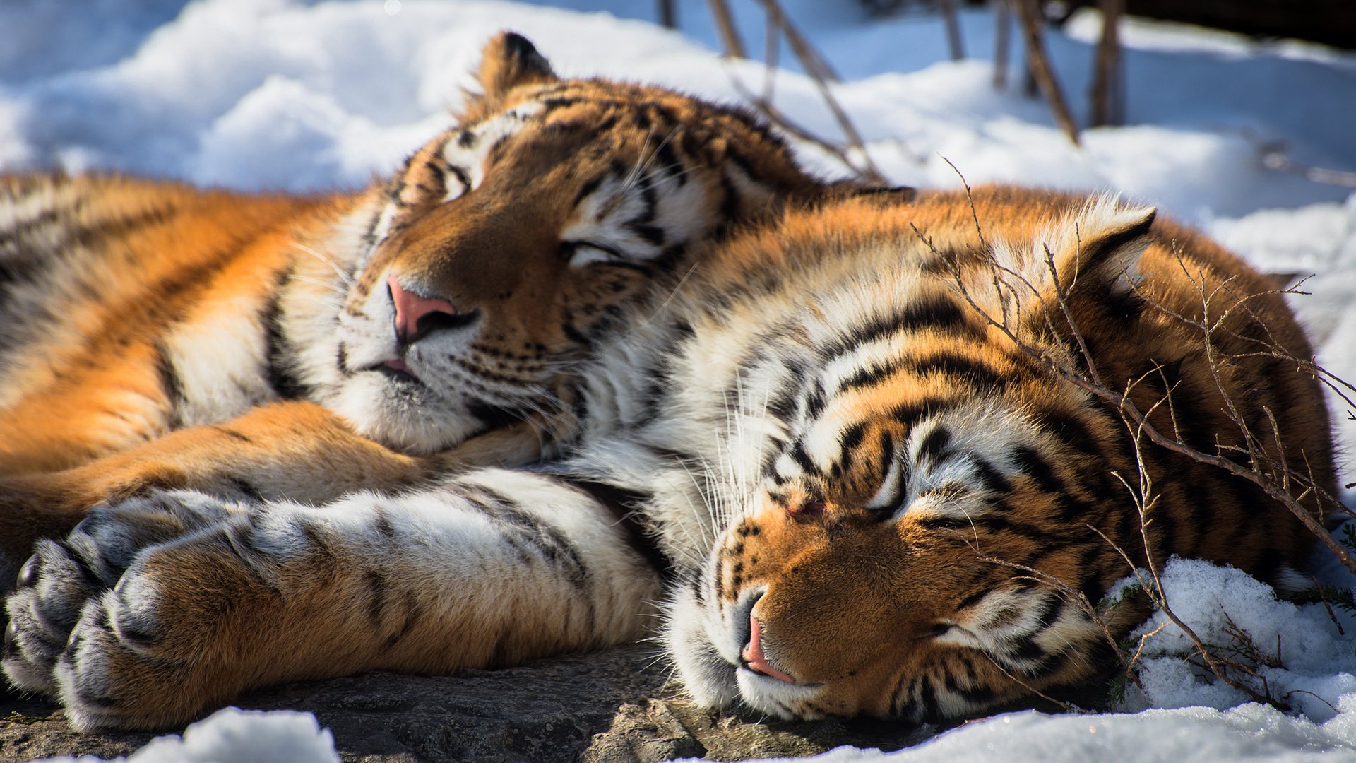 Обои снег, сон, пара, отдых, дикая кошка, амурский тигр, тигры, кошки любовь, snow, sleep, pair, stay, wild cat, the amur tiger, tigers, cats love разрешение 1920x1200 Загрузить