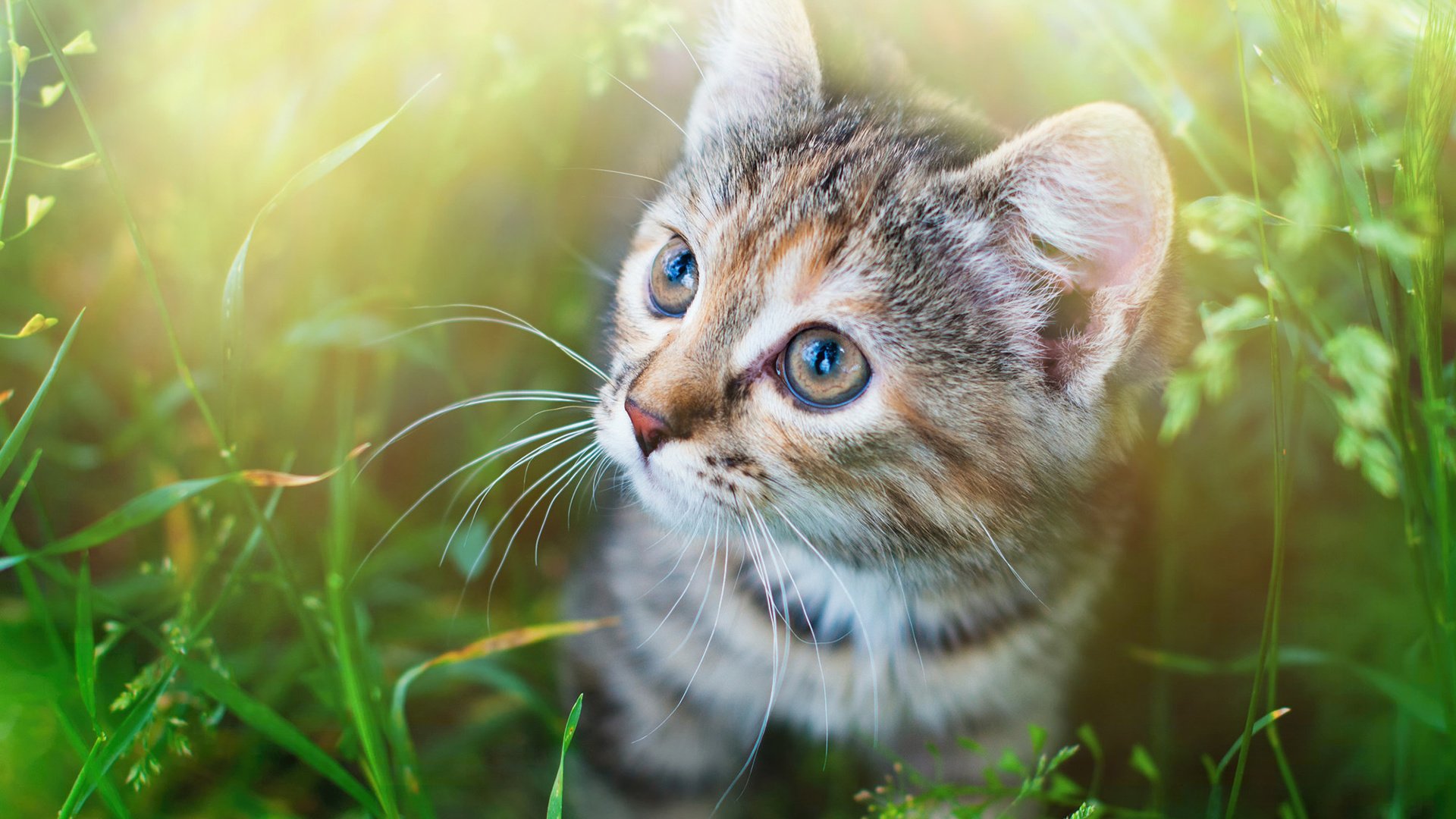 Обои глаза, трава, мордочка, усы, кошка, взгляд, котенок, спу, eyes, grass, muzzle, mustache, cat, look, kitty, spu разрешение 1920x1200 Загрузить