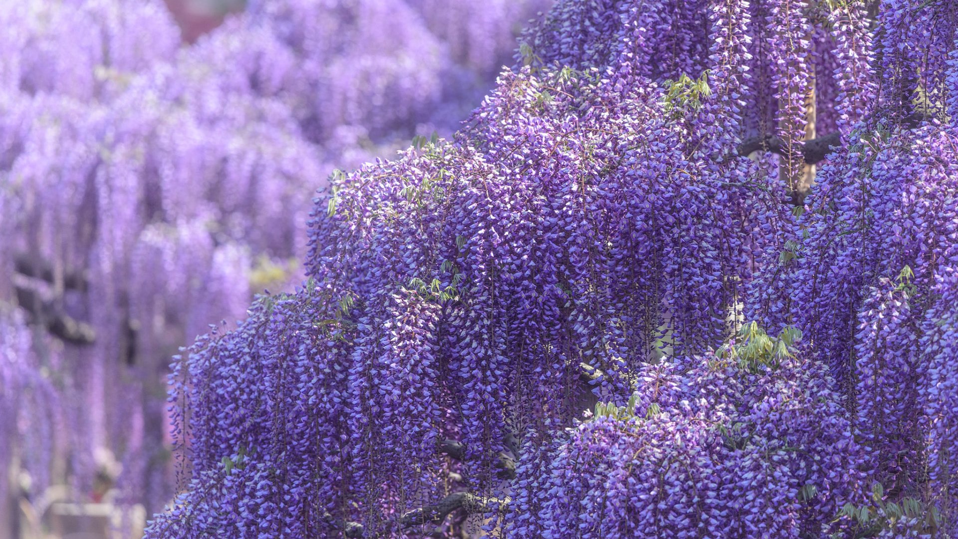 Обои цветы, цветение, весна, глициния, вистерия, flowers, flowering, spring, wisteria разрешение 1920x1200 Загрузить