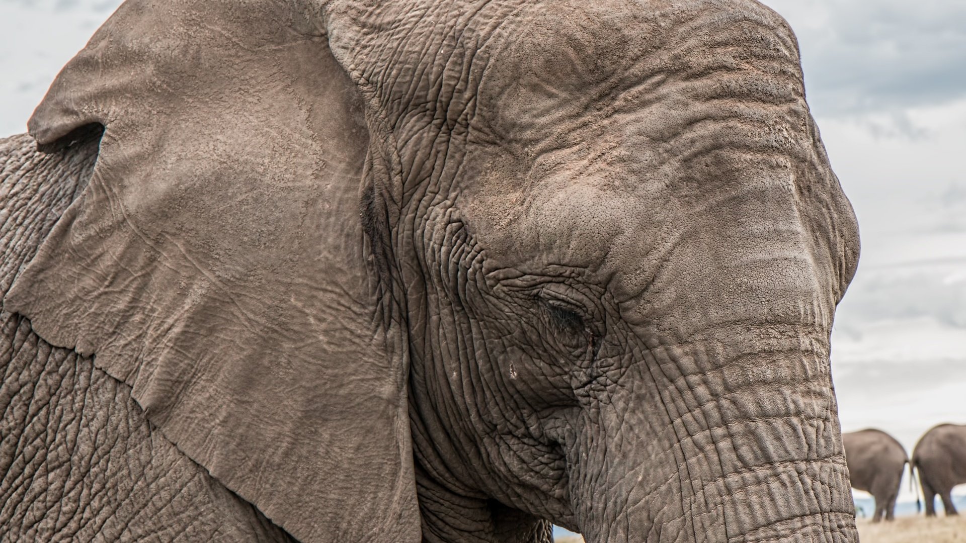 Обои слон, уши, слоны, хобот, elephant, ears, elephants, trunk разрешение 5472x3648 Загрузить