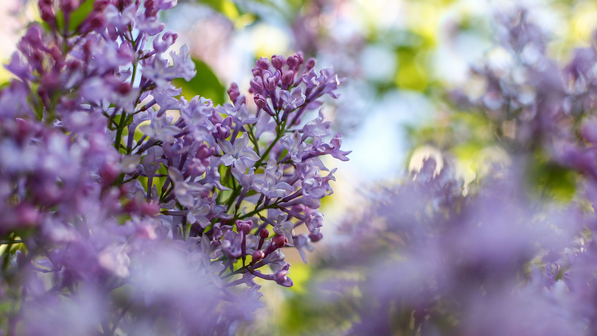 Обои цветы, цветение, ветки, размытость, весна, сирень, flowers, flowering, branches, blur, spring, lilac разрешение 1920x1200 Загрузить