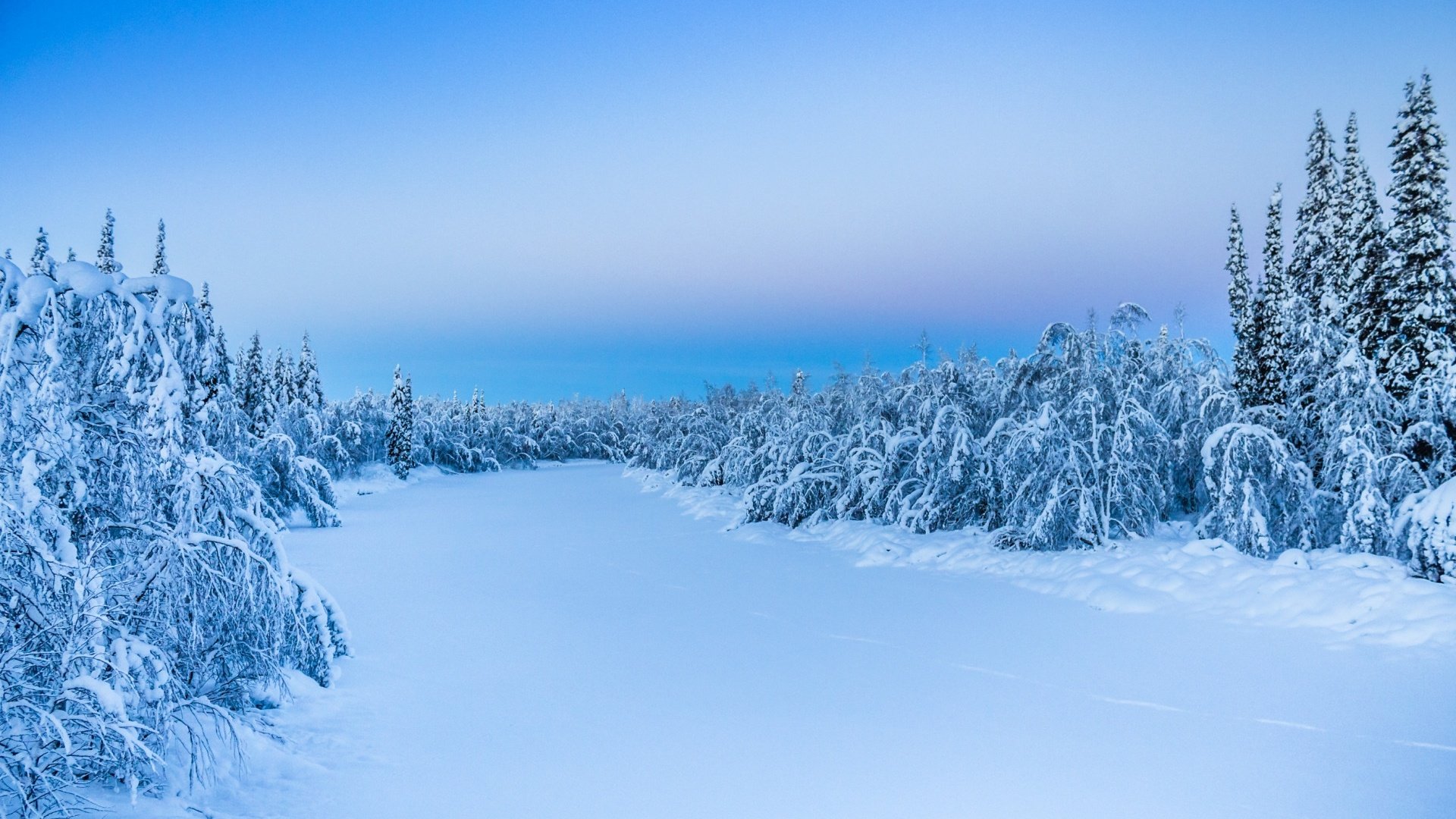 Обои деревья, снег, природа, лес, зима, trees, snow, nature, forest, winter разрешение 1920x1200 Загрузить