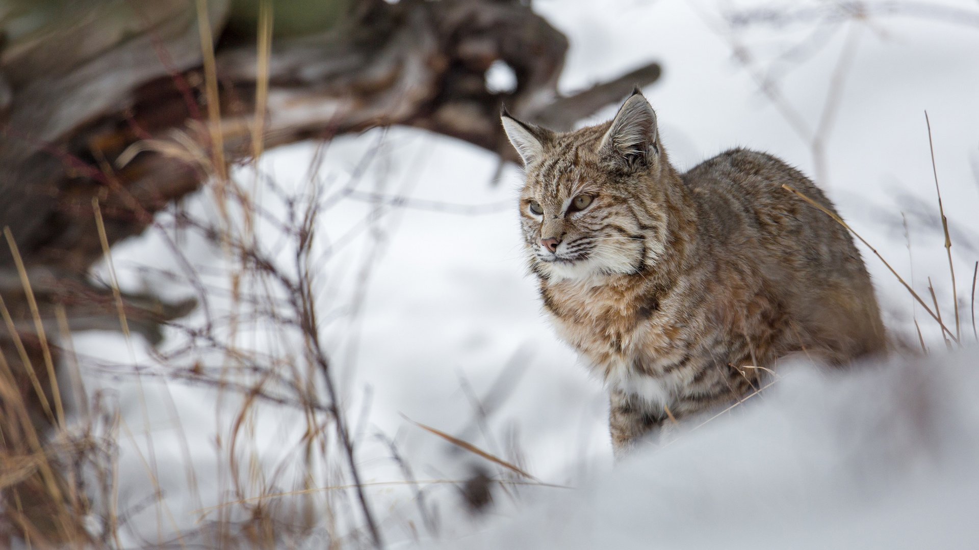 Обои зима, рысь, хищник, большая кошка, winter, lynx, predator, big cat разрешение 2880x1800 Загрузить