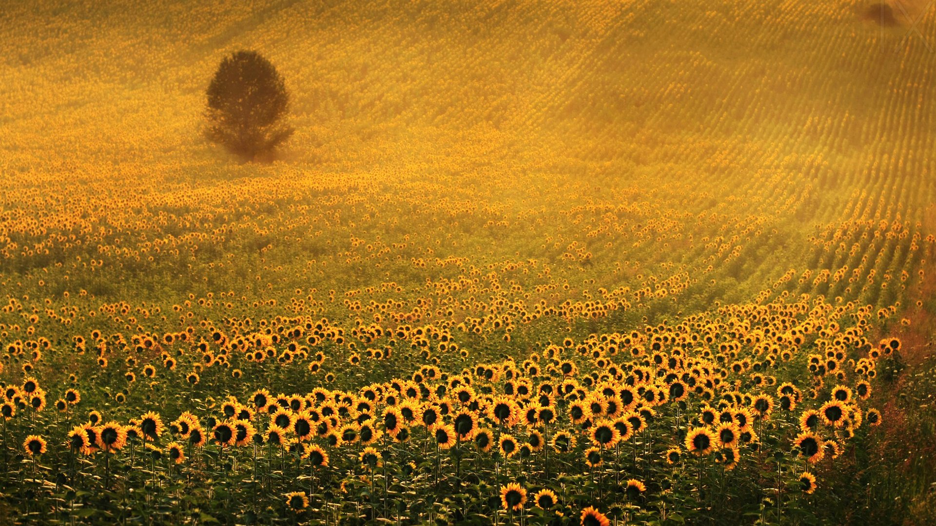 Обои дерево, поле, подсолнухи, желтые цветы, tree, field, sunflowers, yellow flowers разрешение 1920x1200 Загрузить