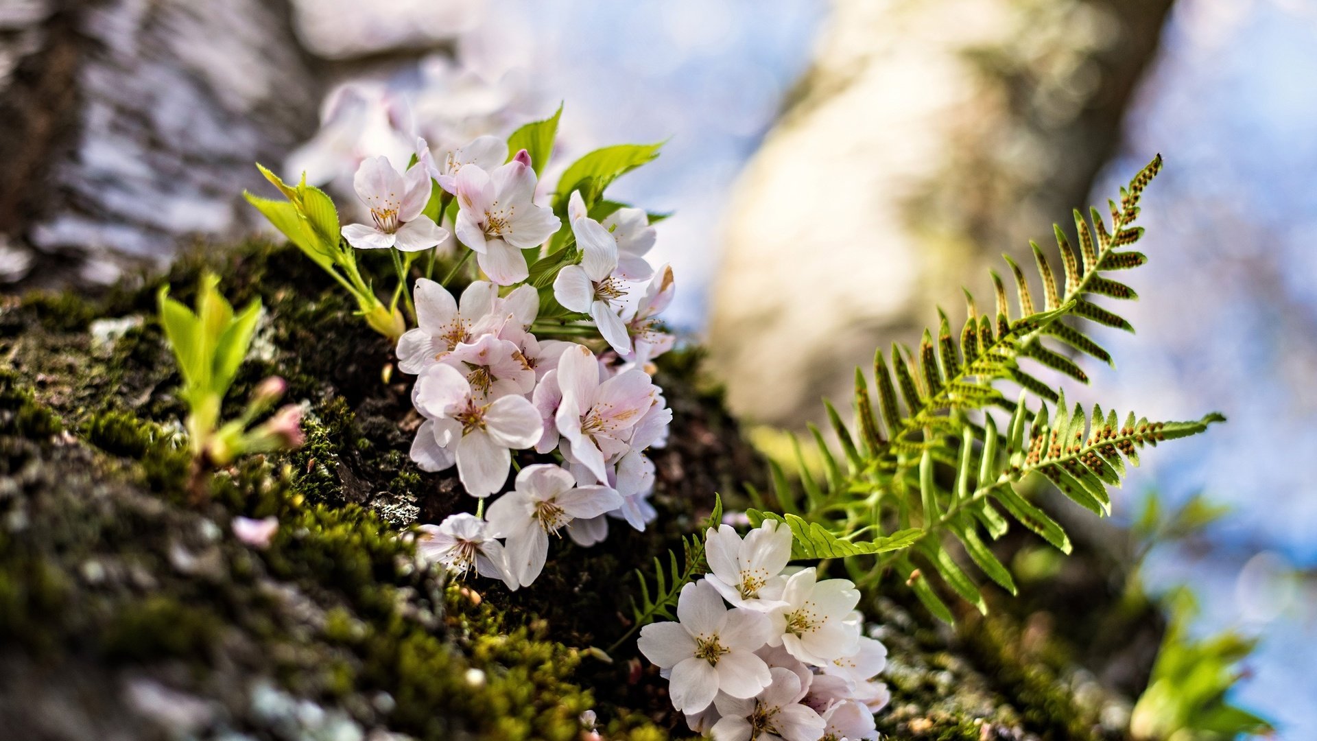 Обои цветение, макро, весна, вишня, папоротник, цветки, flowering, macro, spring, cherry, fern, flowers разрешение 2048x1367 Загрузить