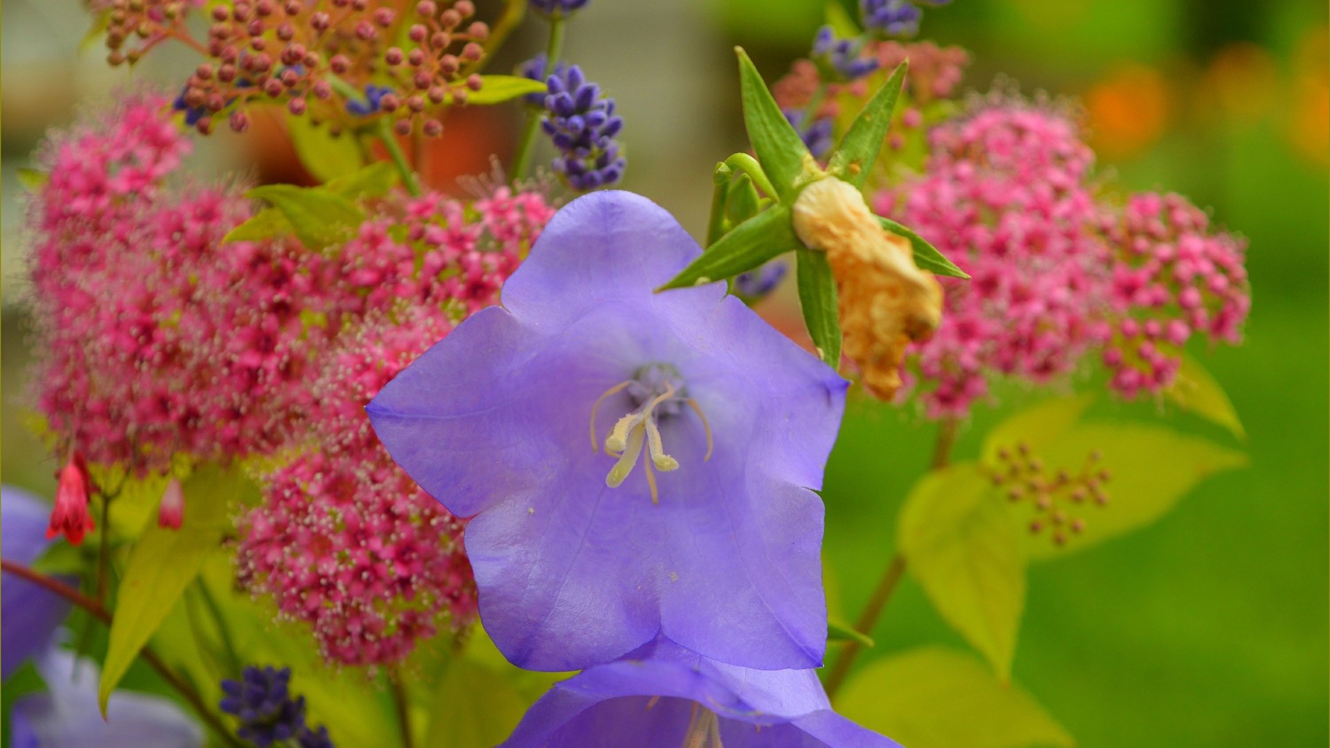 Обои цветы, колокольчики, полевые цветы, flowers, bells, wildflowers разрешение 3004x1868 Загрузить