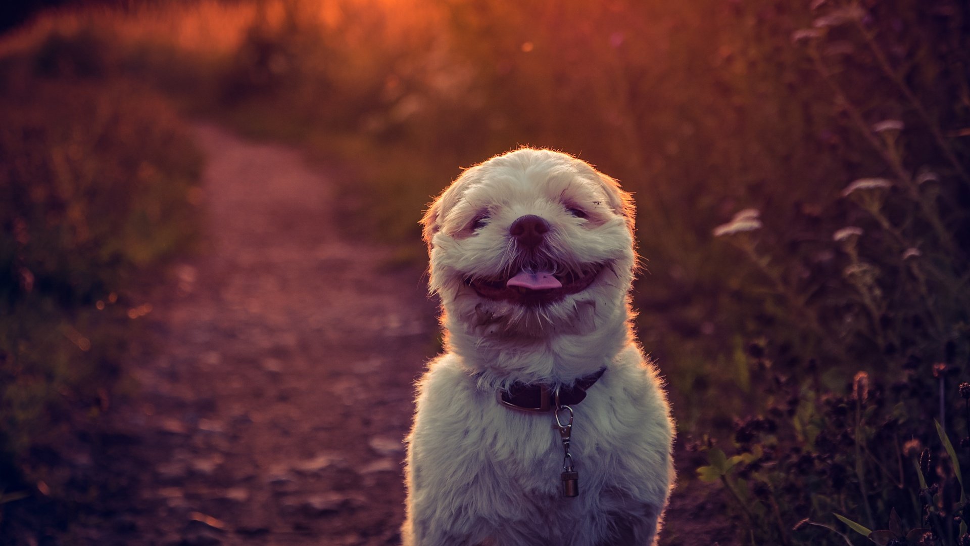 Обои закат, фон, улыбка, собака, язык, ши-тцу, e b, sunset, background, smile, dog, language, shih tzu разрешение 2784x1861 Загрузить