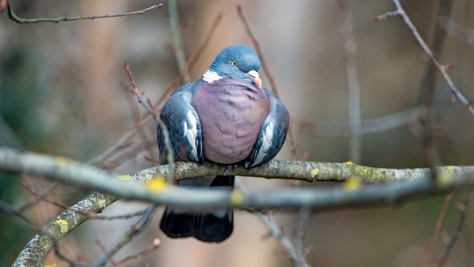 Обои фон, ветки, птица, голубь, background, branches, bird, dove разрешение 4387x2468 Загрузить