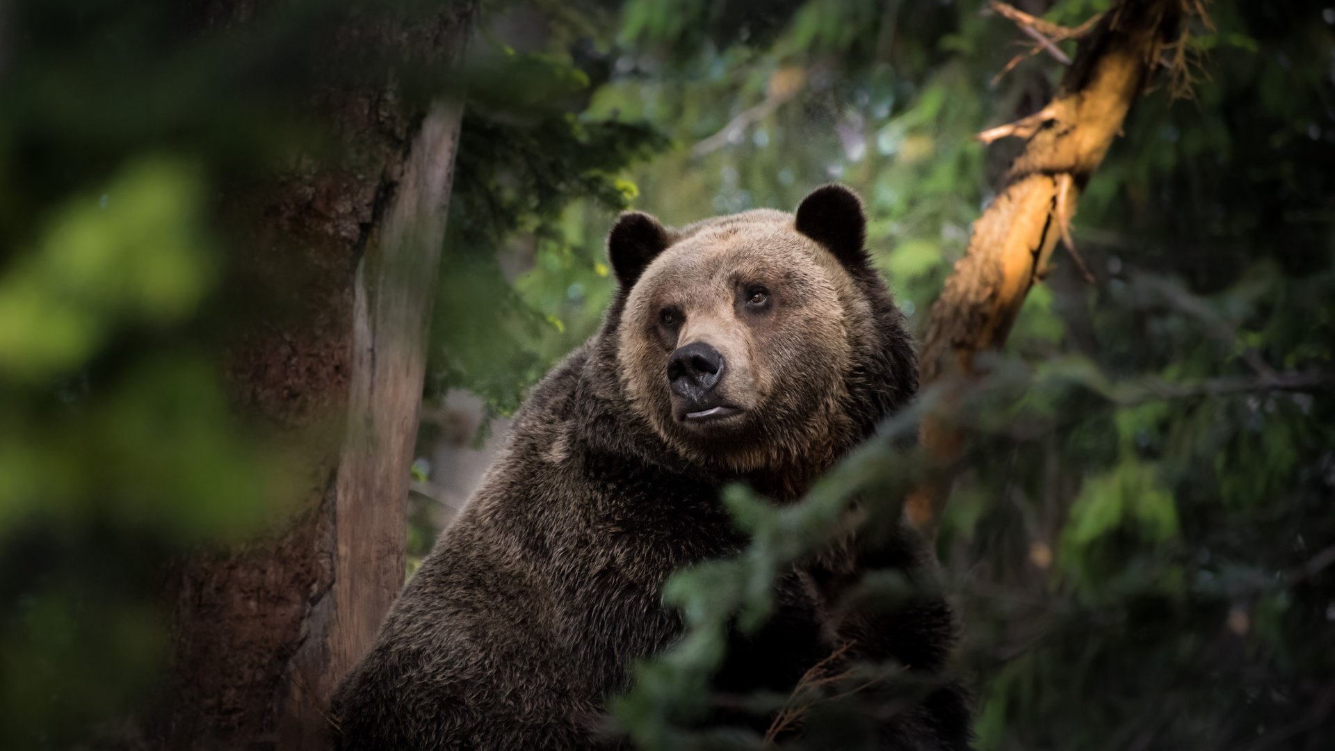 Обои морда, природа, лес, взгляд, медведь, face, nature, forest, look, bear разрешение 7102x4434 Загрузить