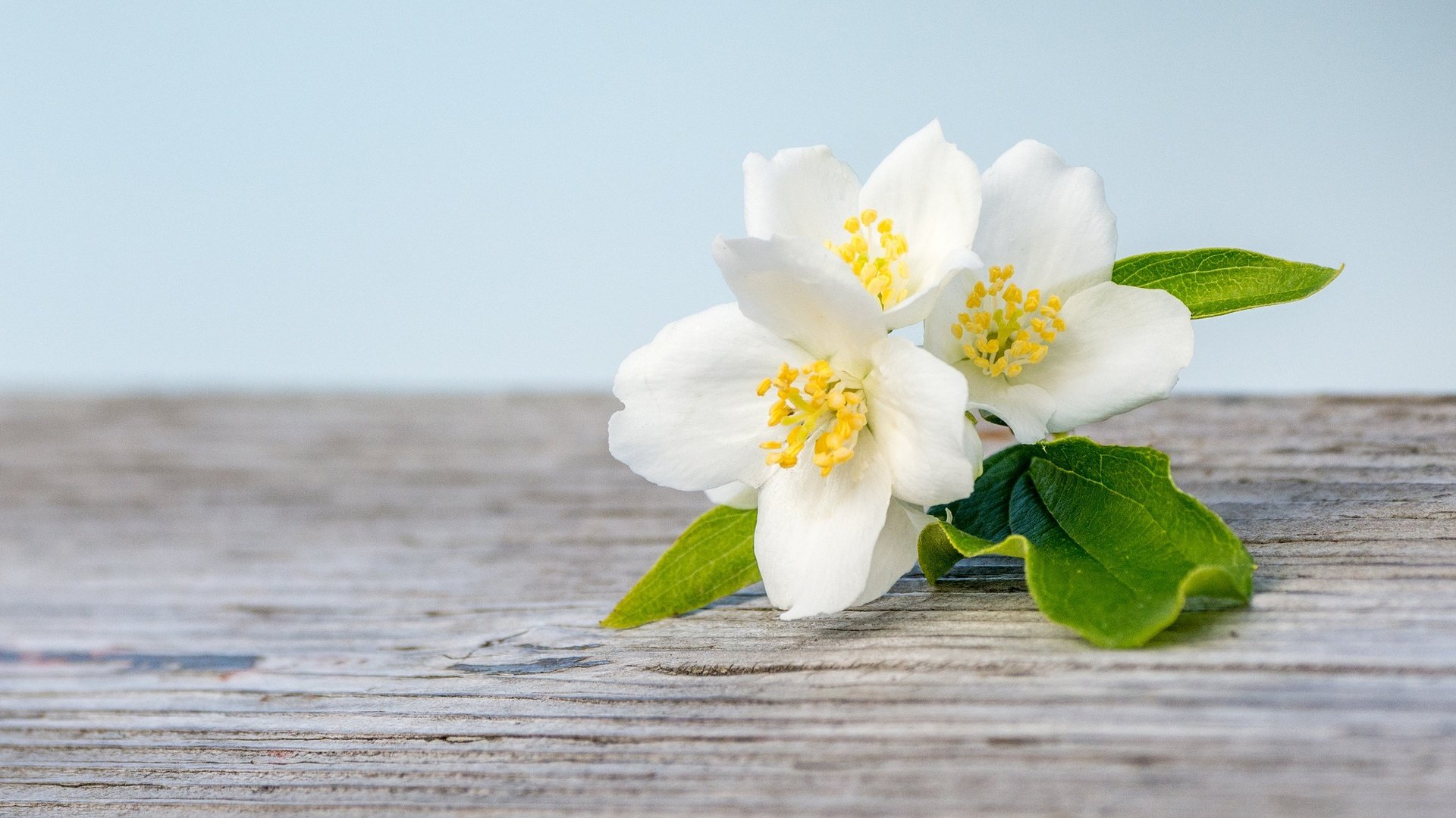 Обои цветение, макро, белый, весна, жасмин, деревянная поверхность, flowering, macro, white, spring, jasmine, wooden surface разрешение 2048x1365 Загрузить