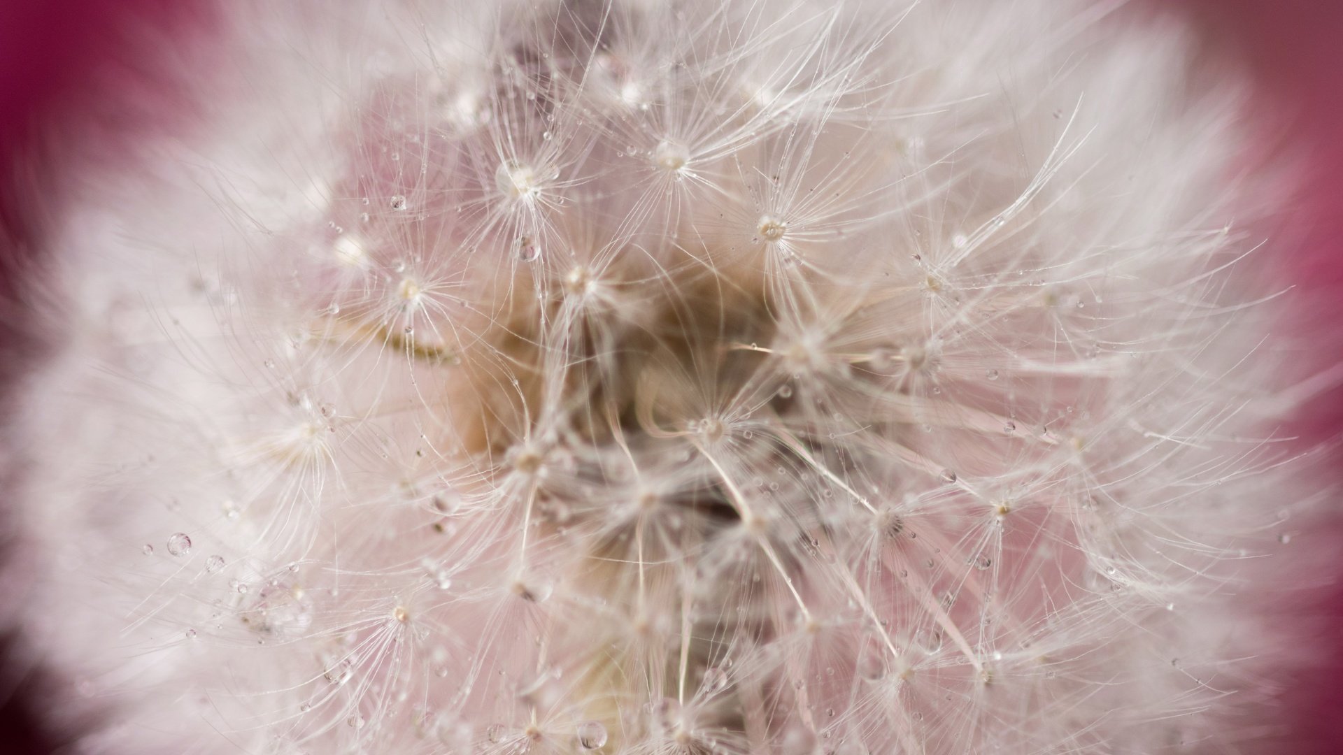 Обои природа, фон, цветок, капли, одуванчик, пушинки, былинка, nature, background, flower, drops, dandelion, fuzzes, blade of grass разрешение 5818x3879 Загрузить