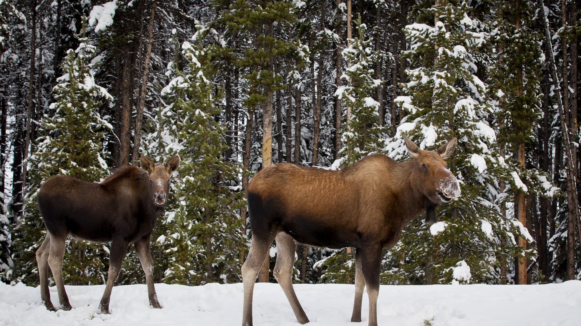 Обои деревья, снег, лес, зима, лось, лоси, trees, snow, forest, winter, moose, elk разрешение 1920x1200 Загрузить