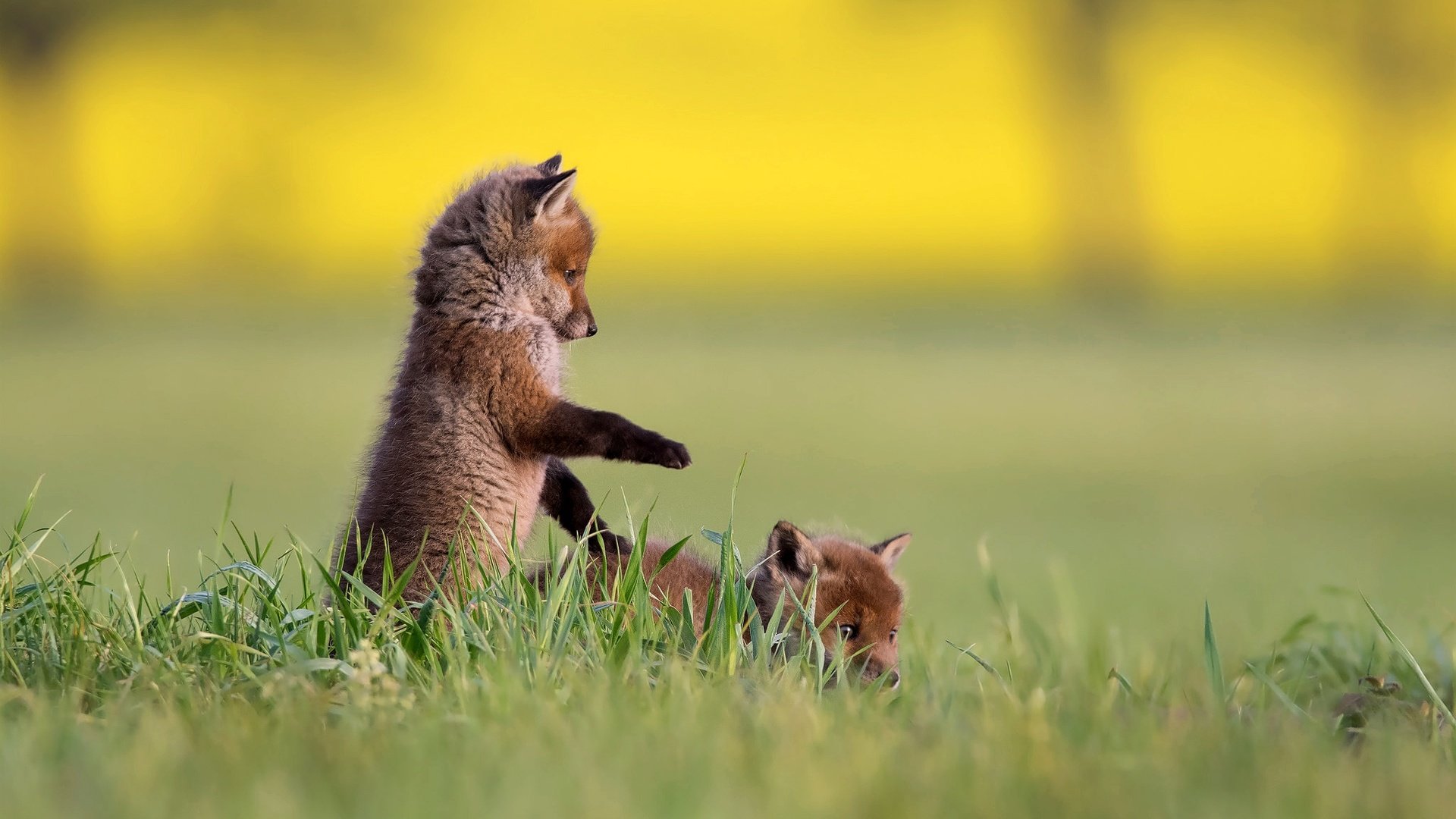 Обои трава, природа, лисята, лисы, grass, nature, cubs, fox разрешение 2048x1365 Загрузить