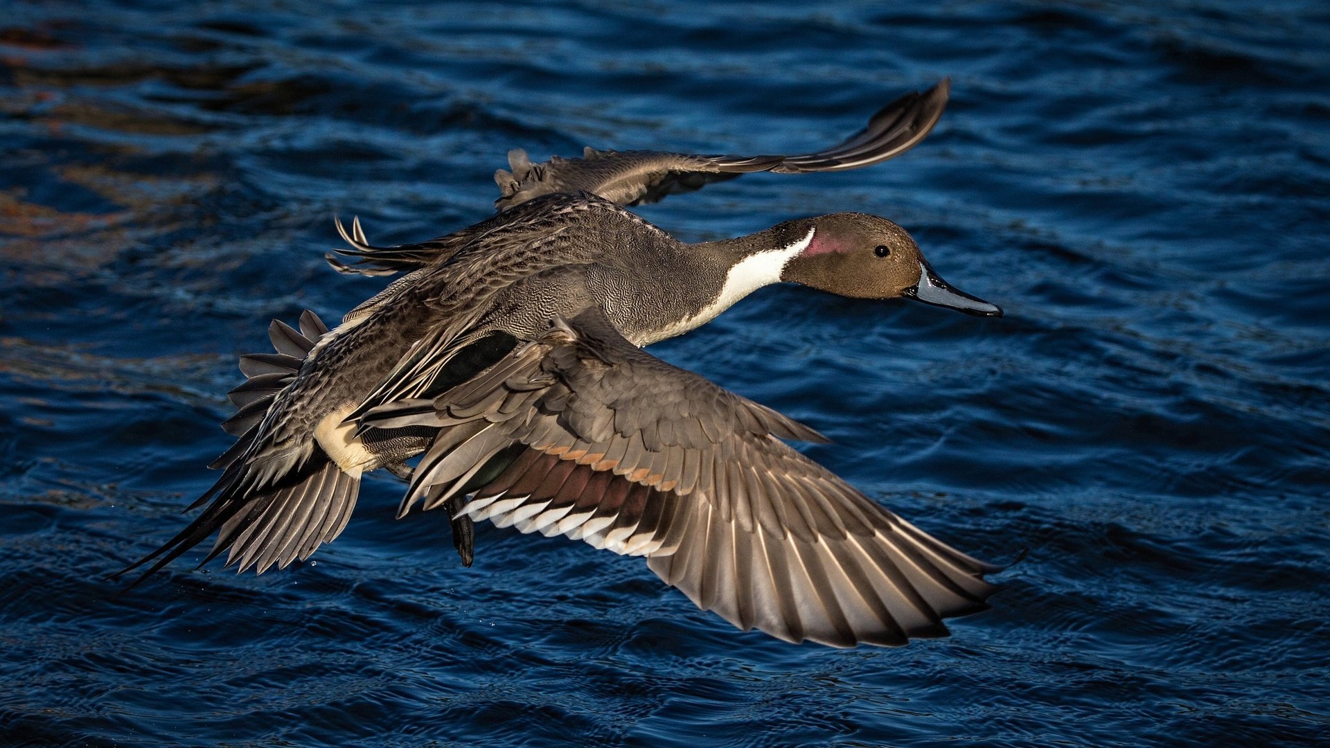 Обои вода, полет, крылья, птица, клюв, перья, утка, water, flight, wings, bird, beak, feathers, duck разрешение 2048x1302 Загрузить