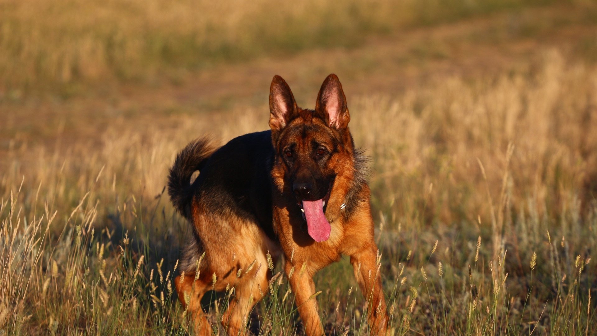 Обои взгляд, прогулка, язык, степь, немецкая овчарка, look, walk, language, the steppe, german shepherd разрешение 1920x1280 Загрузить