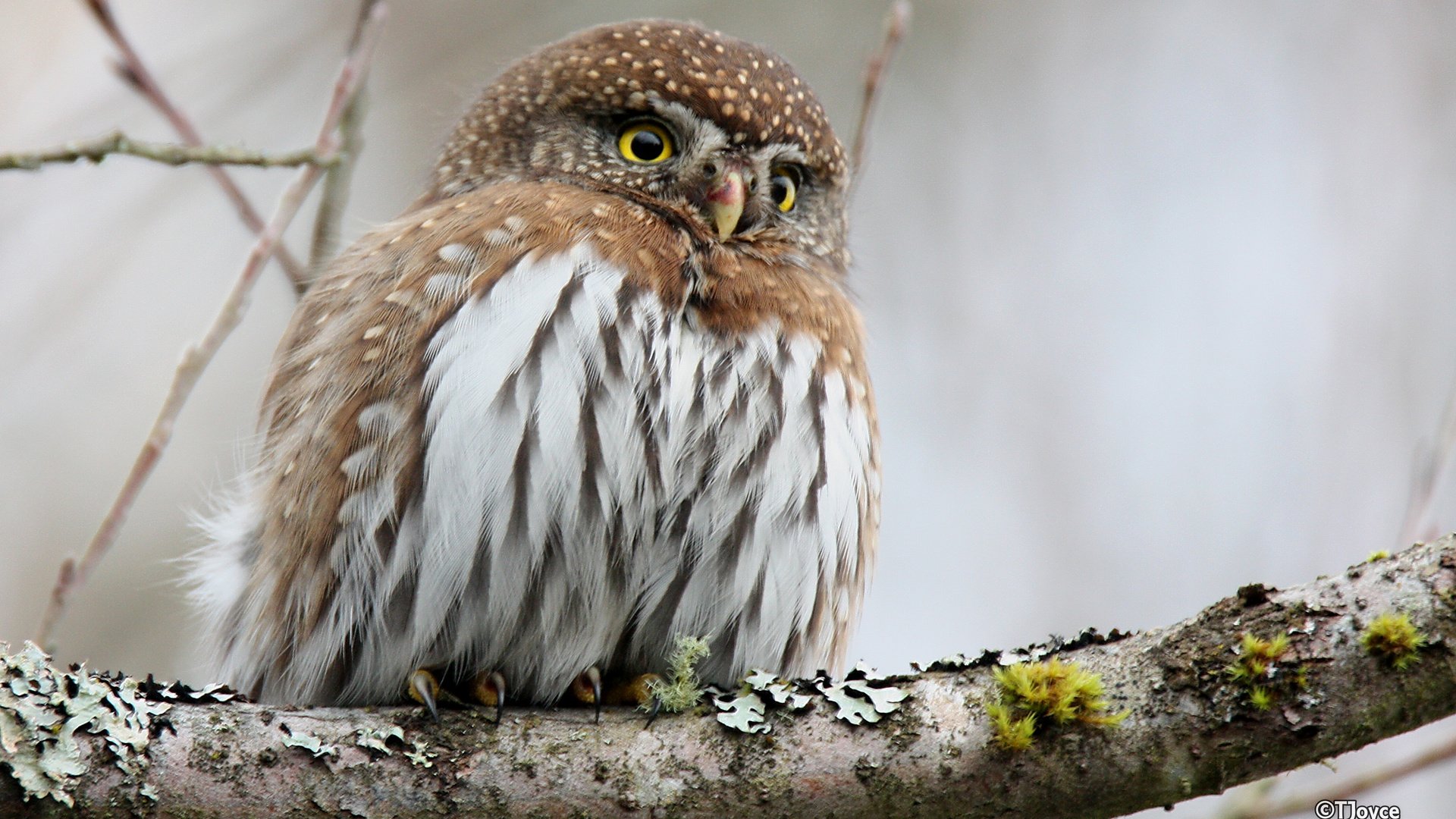 Обои сова, ветка, птица, клюв, перья, сыч, воробьиный сыч, owl, branch, bird, beak, feathers, pygmy owl разрешение 2880x1800 Загрузить