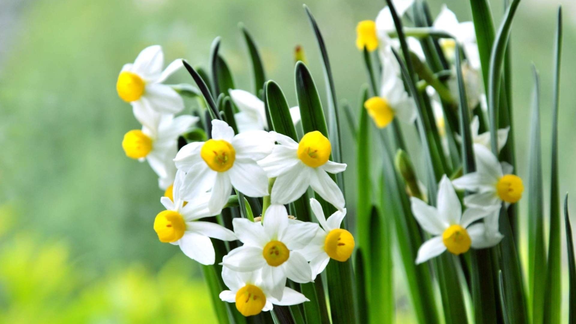 Обои цветы, лепестки, весна, стебли, нарциссы, flowers, petals, spring, stems, daffodils разрешение 1920x1200 Загрузить