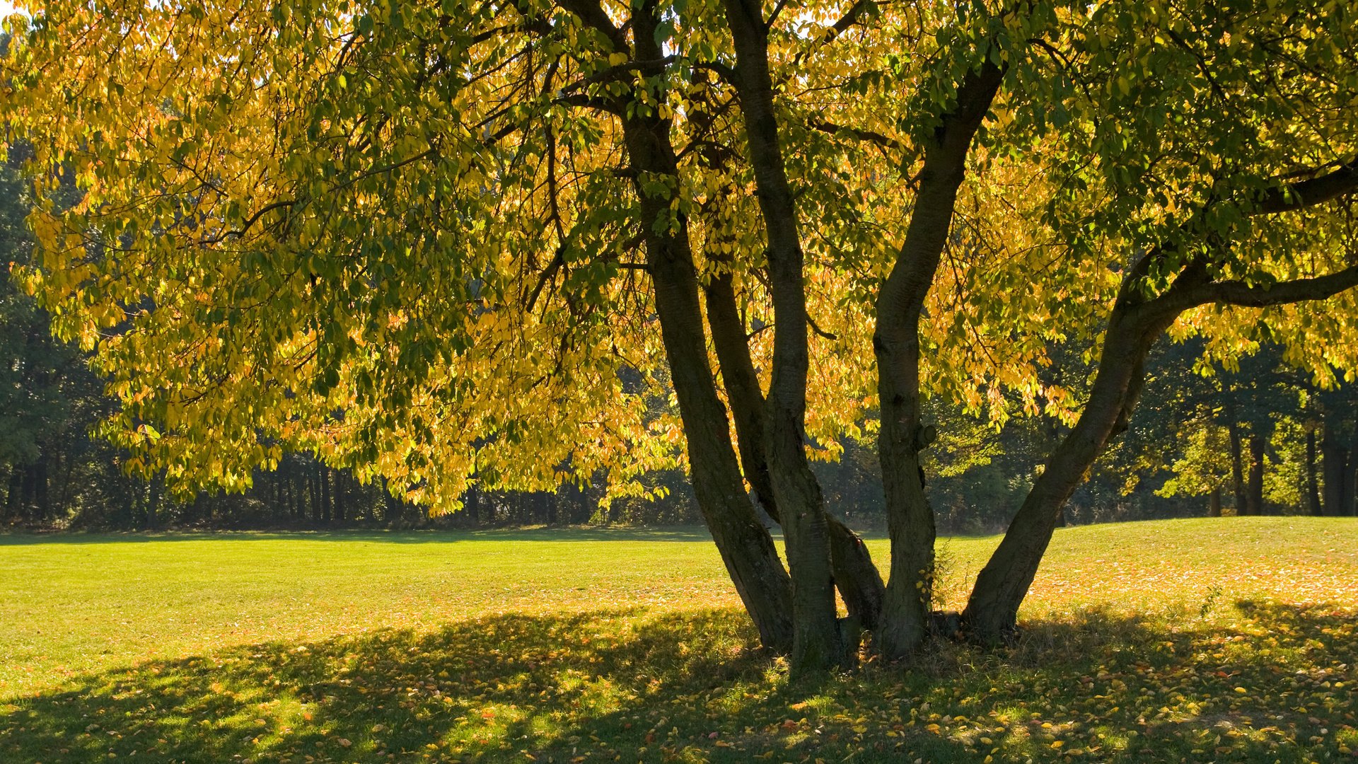 Обои дерево, листья, ветки, осень, тень, tree, leaves, branches, autumn, shadow разрешение 2880x1800 Загрузить