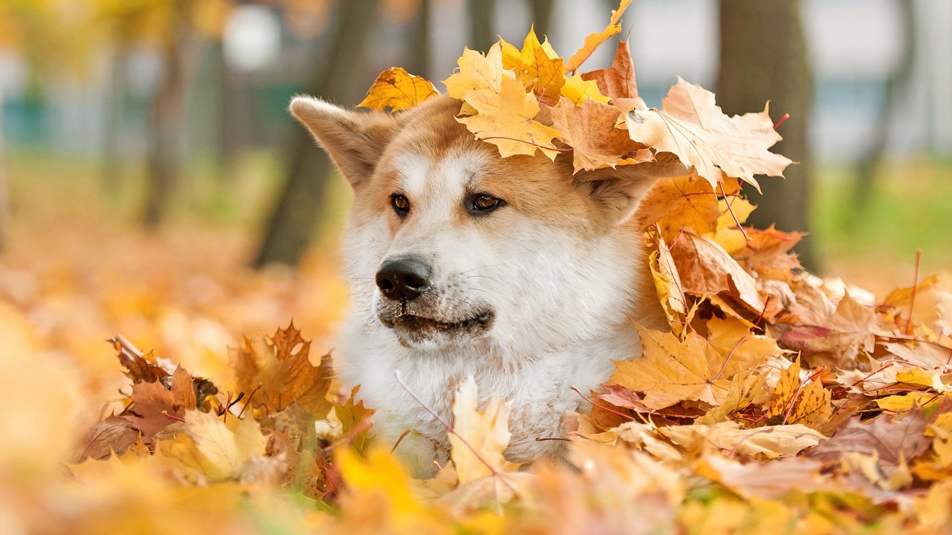 Обои мордочка, взгляд, осень, собака, лист, животное, акита, muzzle, look, autumn, dog, sheet, animal, akita разрешение 1920x1200 Загрузить