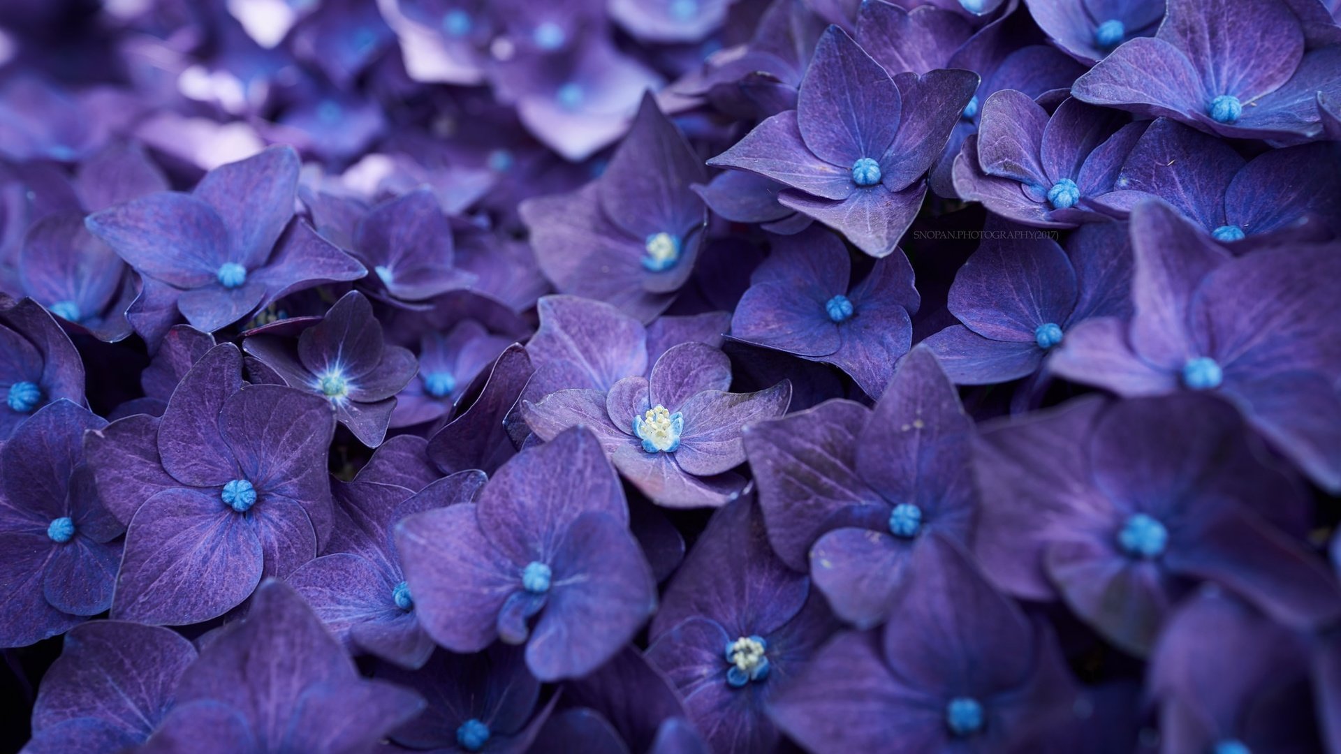 Обои цветы, макро, лепестки, гортензия, flowers, macro, petals, hydrangea разрешение 2048x1365 Загрузить