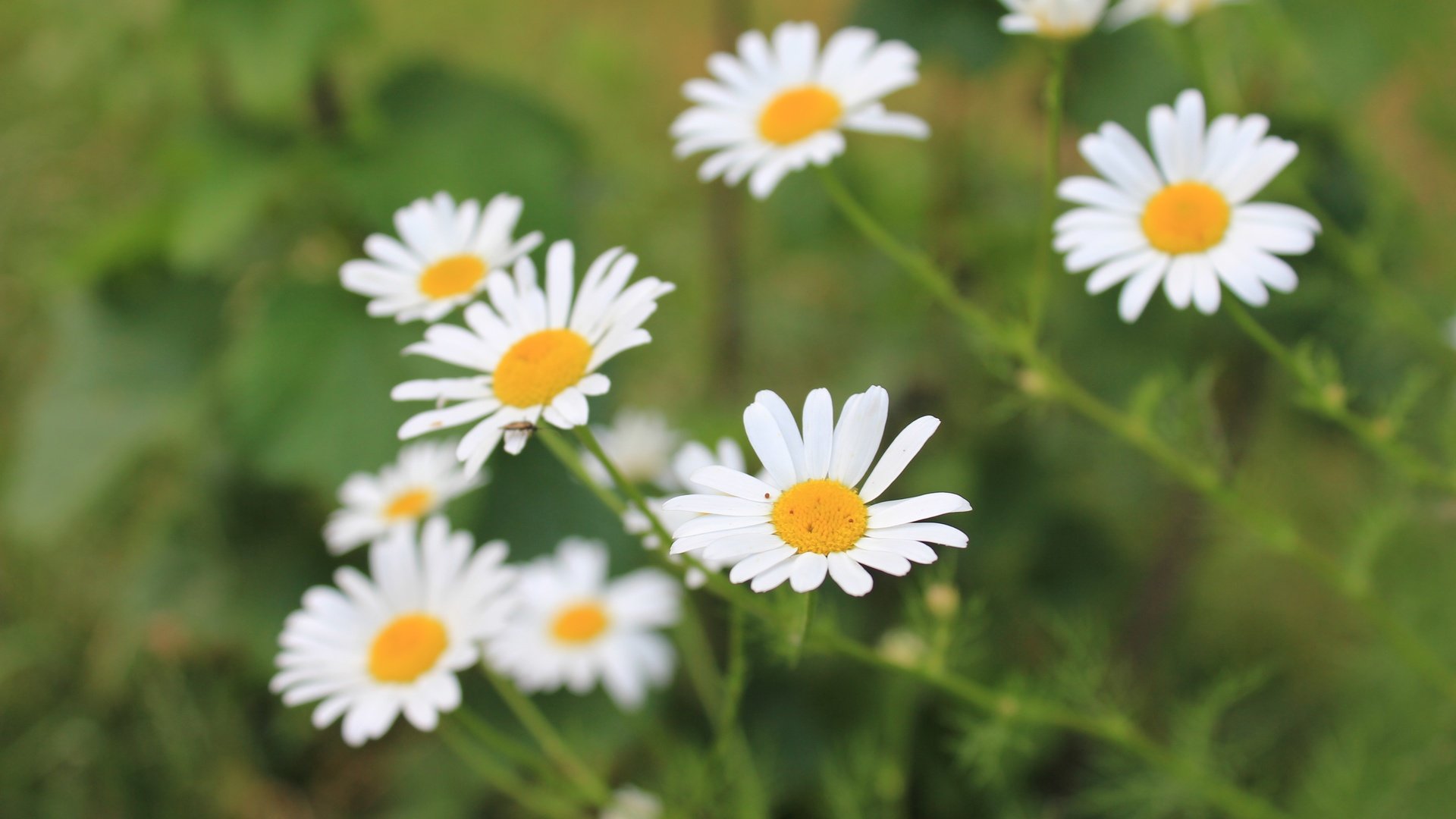 Обои цветы, лепестки, размытость, ромашки, белые, стебли, flowers, petals, blur, chamomile, white, stems разрешение 5184x3456 Загрузить