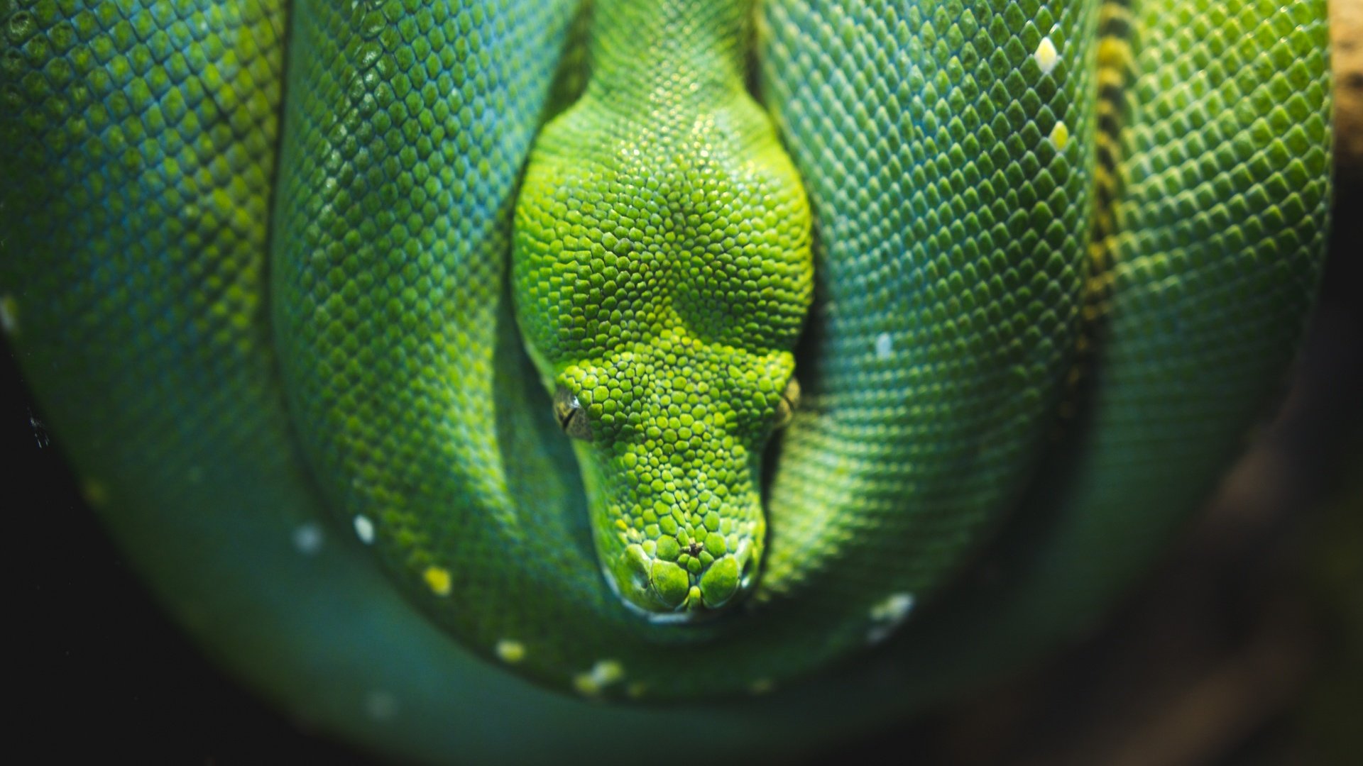 Обои змея, питон, рептилия, пресмыкающиеся, зеленый питон, древесный питон, snake, python, reptile, reptiles разрешение 3840x2160 Загрузить