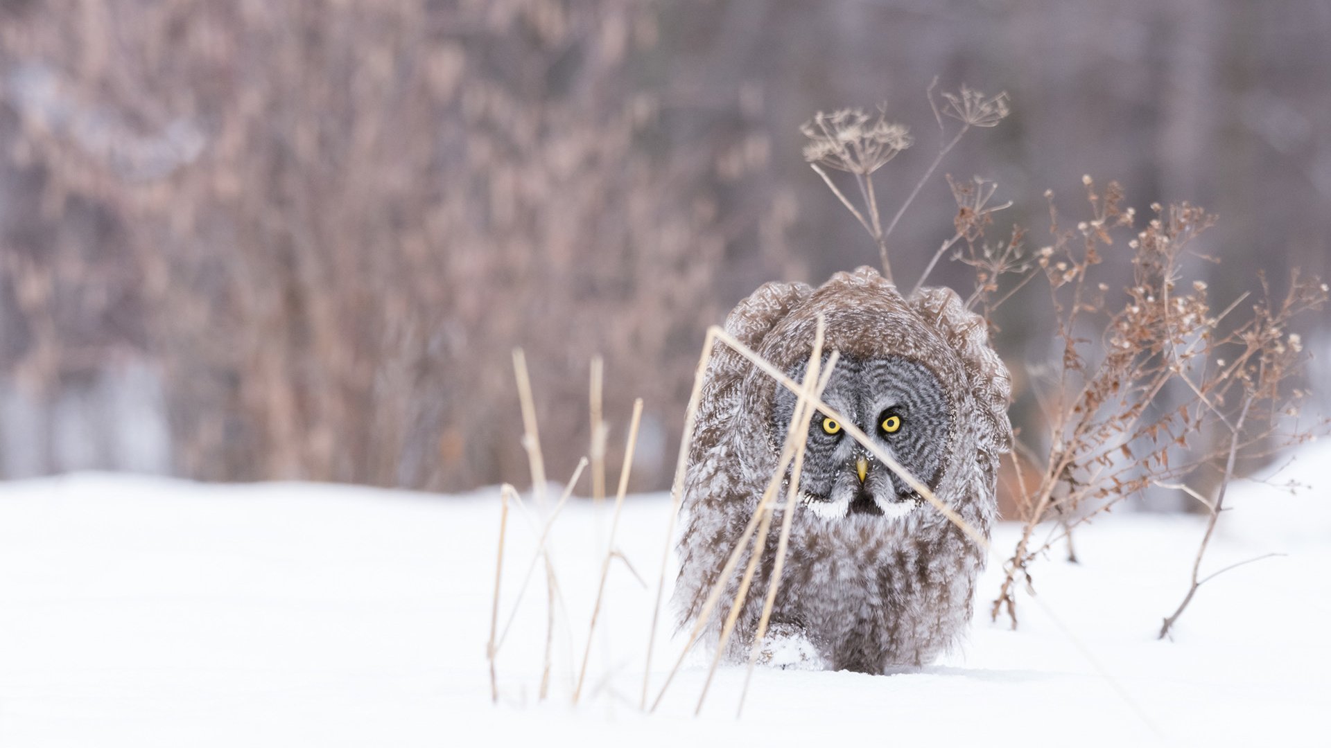 Обои сова, снег, природа, зима, мороз, птица, неясыть, хищная птица, owl, snow, nature, winter, frost, bird, bird of prey разрешение 1920x1200 Загрузить