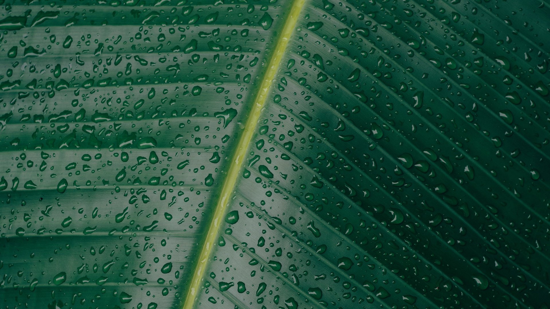 Обои природа, зелёный, макро, капли, лист, прожилки, nature, green, macro, drops, sheet, veins разрешение 5472x3648 Загрузить