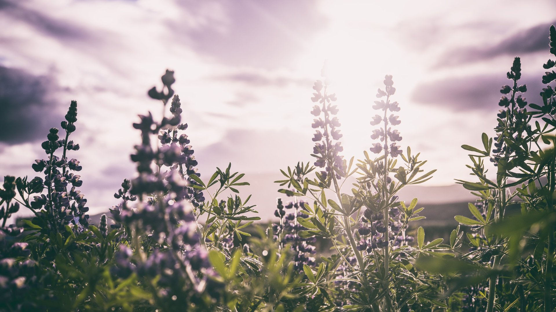 Обои цветы, листья, поле, стебли, солнечный свет, шалфей, flowers, leaves, field, stems, sunlight, sage разрешение 7360x4912 Загрузить