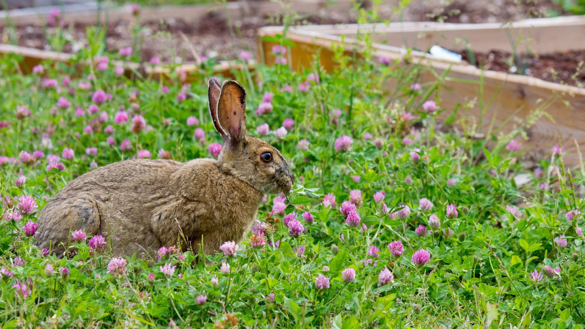 Обои трава, клевер, прогулка, кролик, заяц, grass, clover, walk, rabbit, hare разрешение 5184x3456 Загрузить